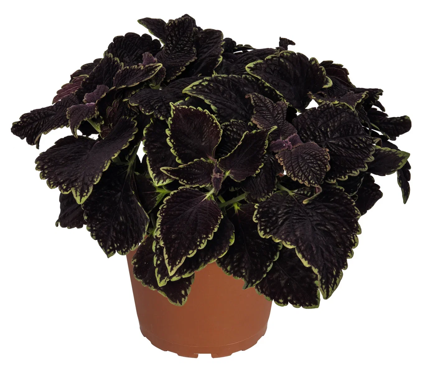 Praktspragle "Abbey Road