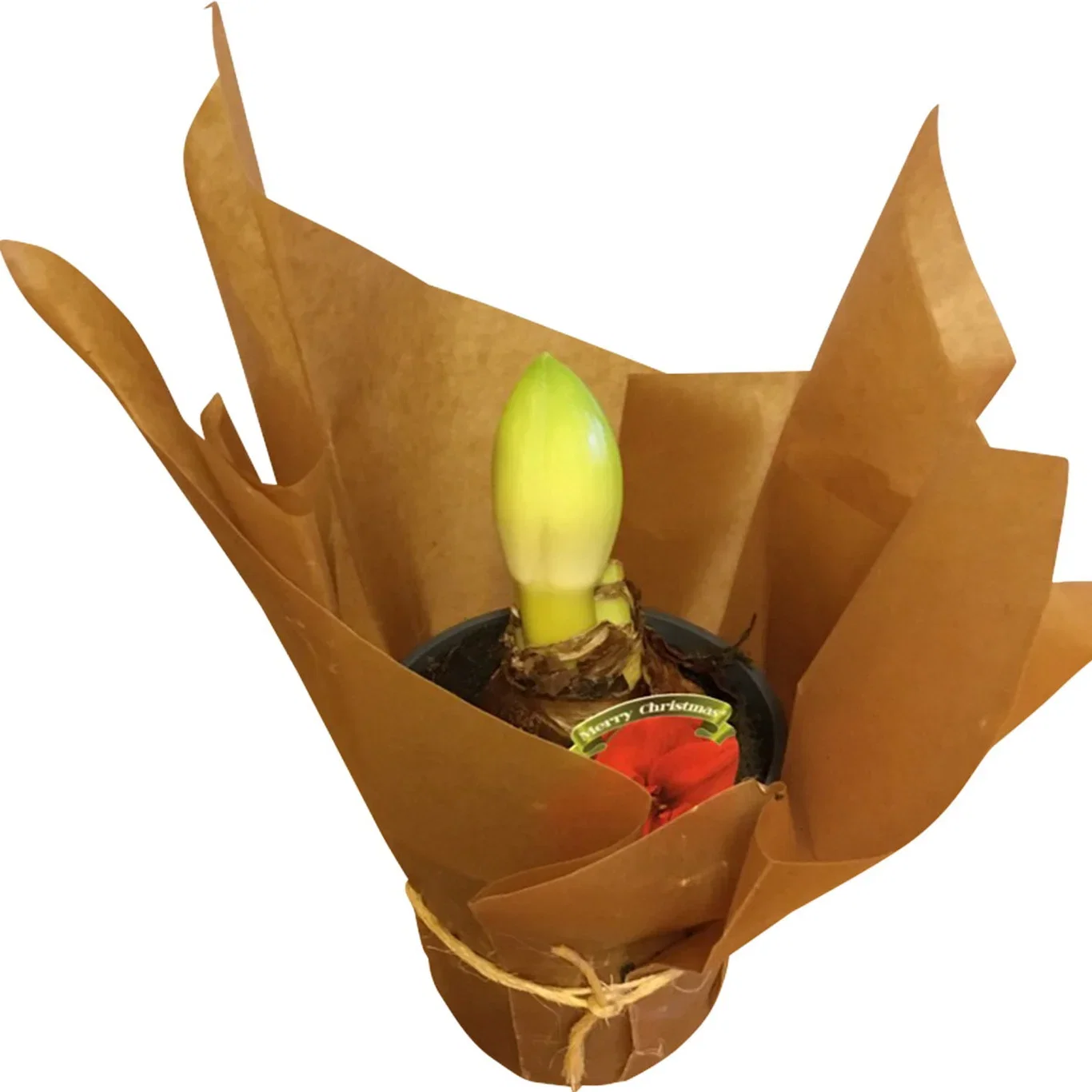 Hippeastrum 30+ Rondella Red 14 cm