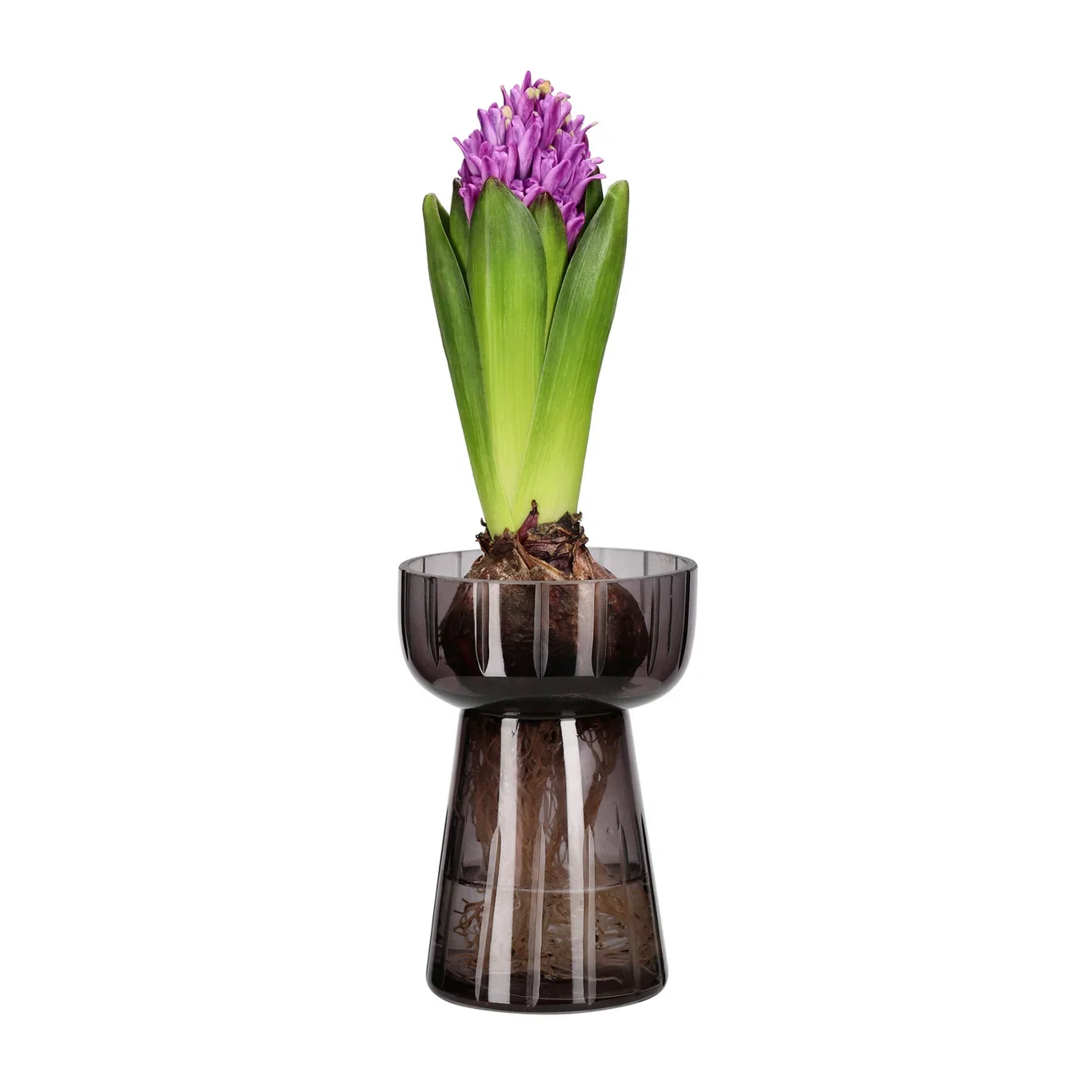 Hyacinthus 17+ Purple 7 cm