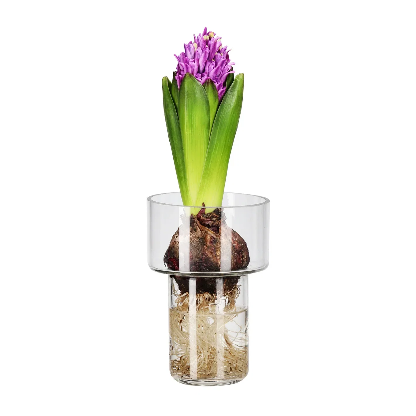 Hyacinthus 17+ Purple 7 cm