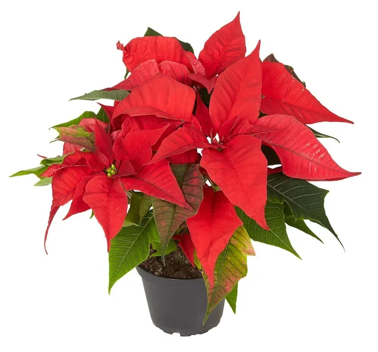 Euphorbia pulch. Red XL 19 cm