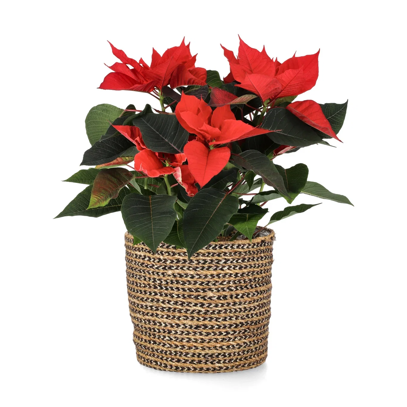 Euphorbia pulch. branched Red 17 cm