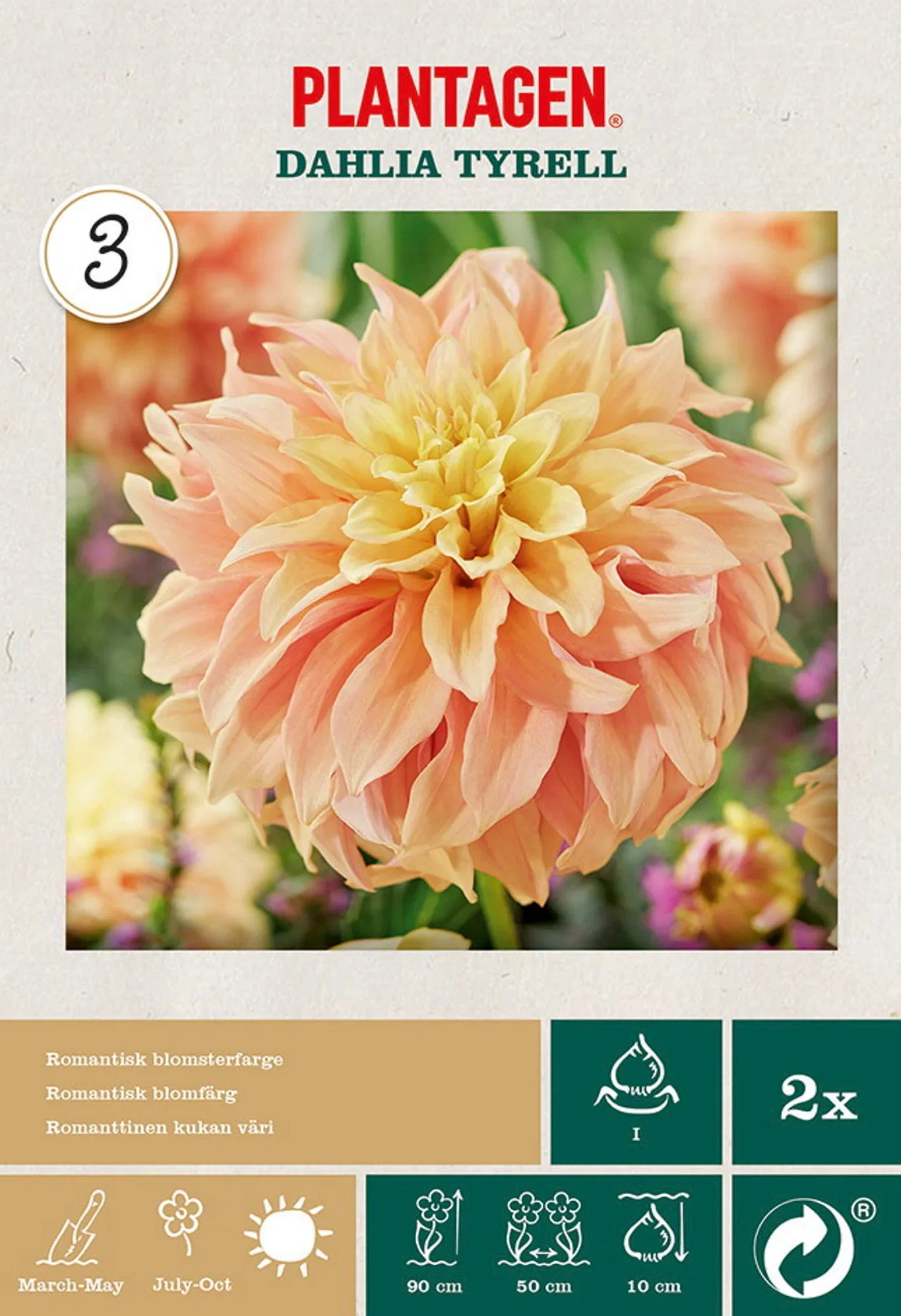 Dekorativdahlia 'Tyrell'