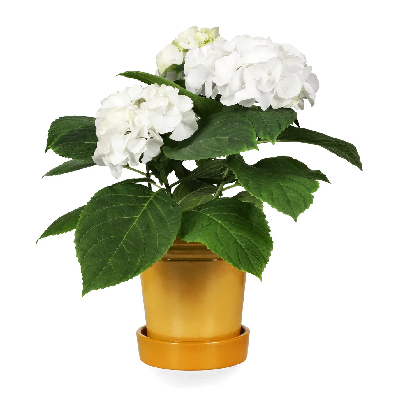 Amanda pot D14 yellow