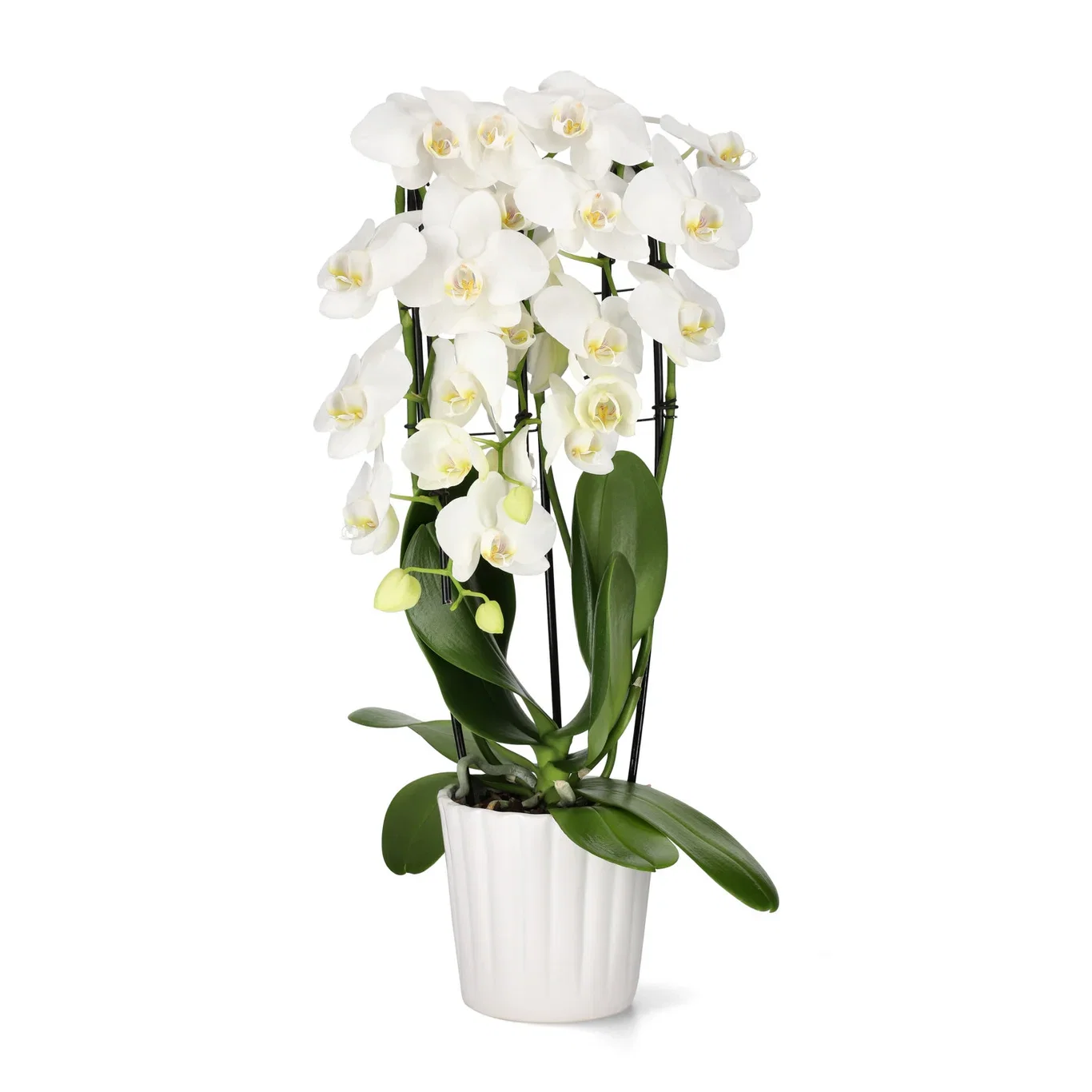 Sadie pot D13,5 white