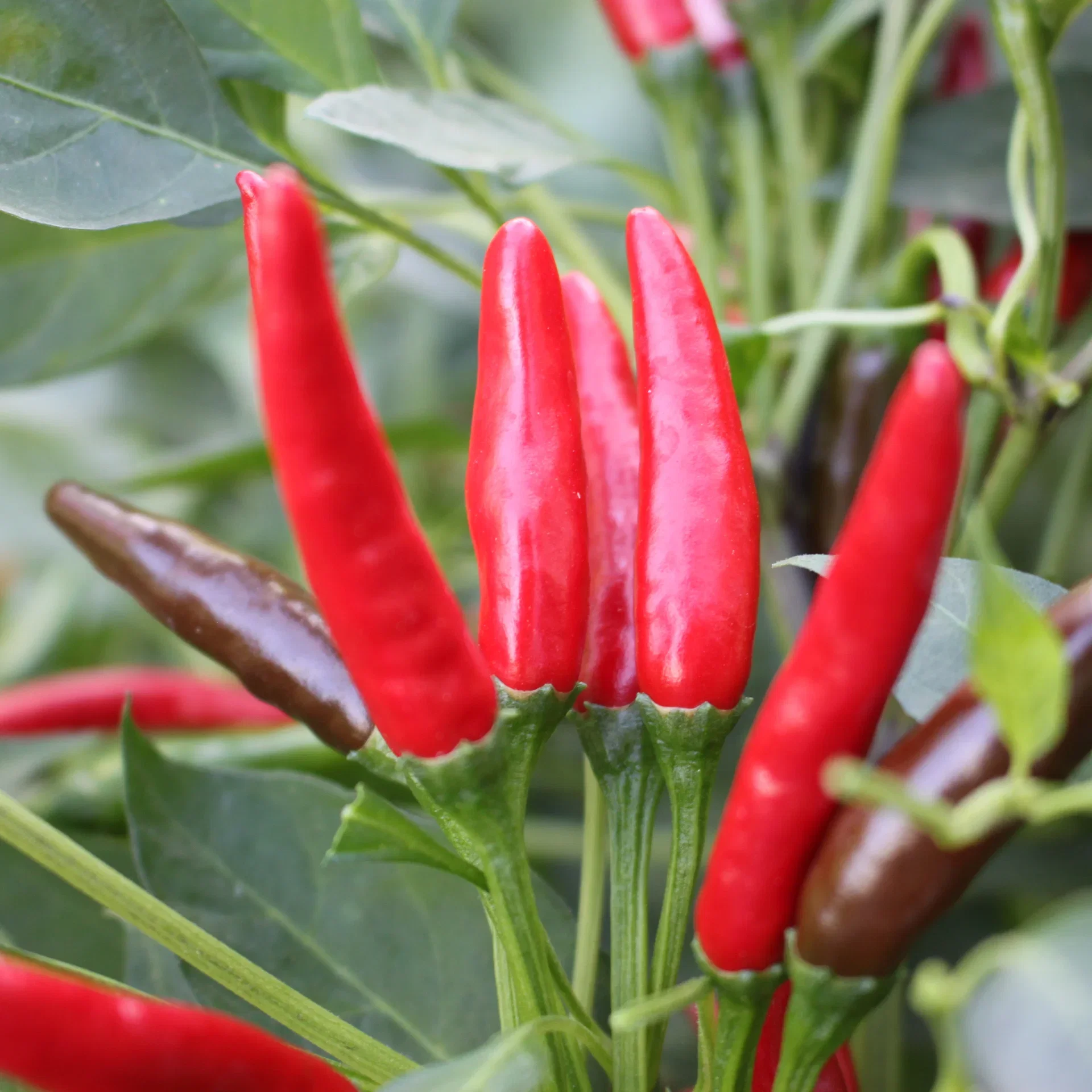 Capsicum Chili 'Faja' 6 cm