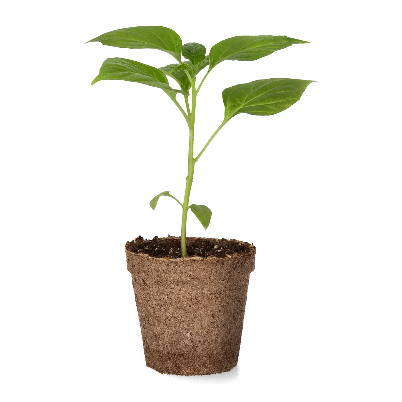 Chili 'Habanero Red' stickling