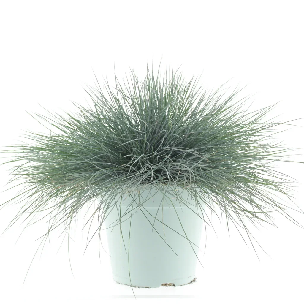 Festuca 'Intense Blue' 23 cm