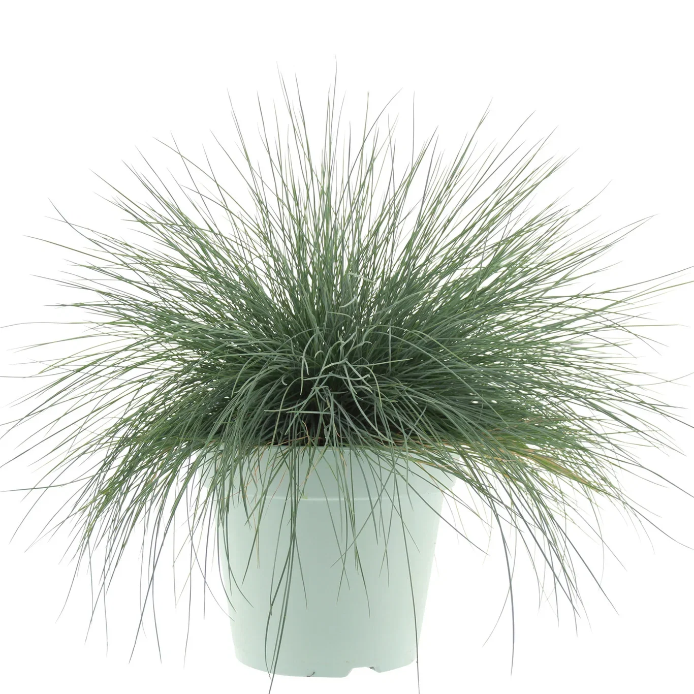 Festuca 'Intense Blue' 23 cm