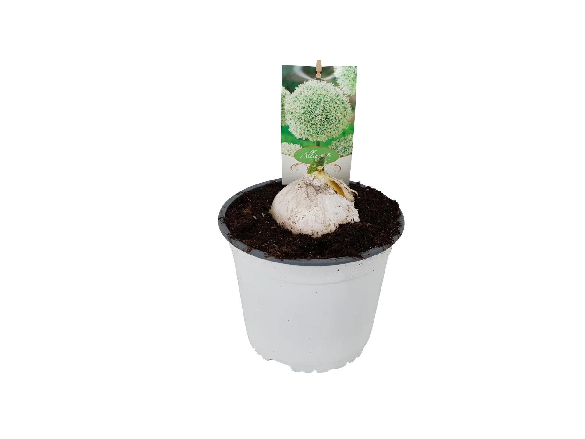 Skägglök 'Mount Everest'