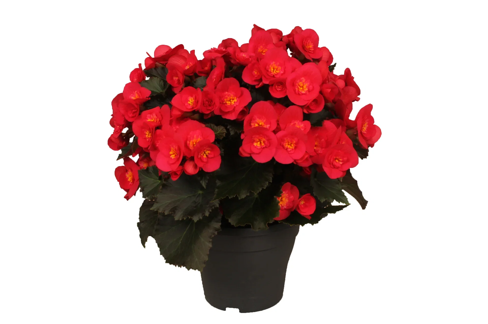Begonia 'Belove' 19 cm