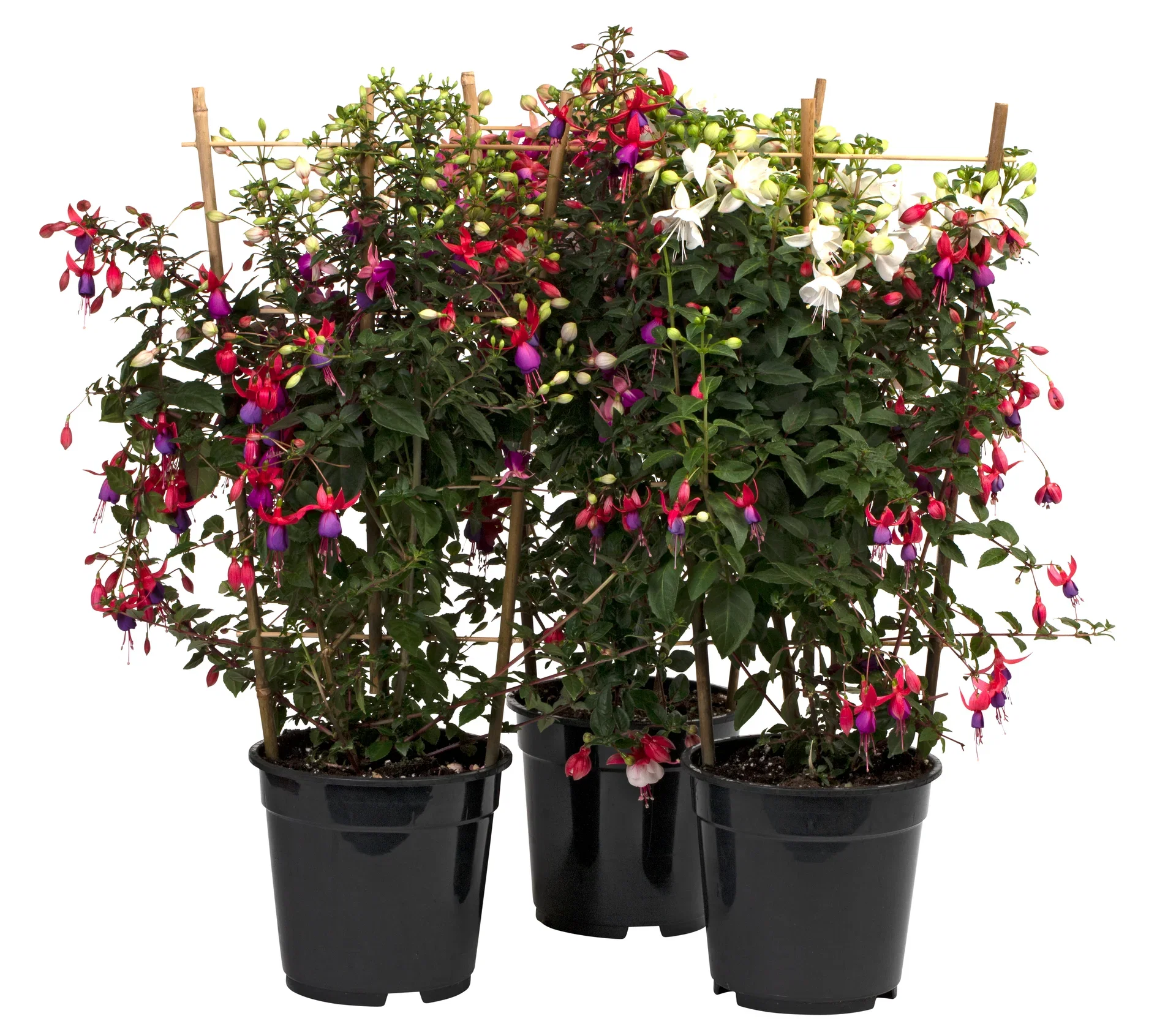 Fuchsia, spaljerad
