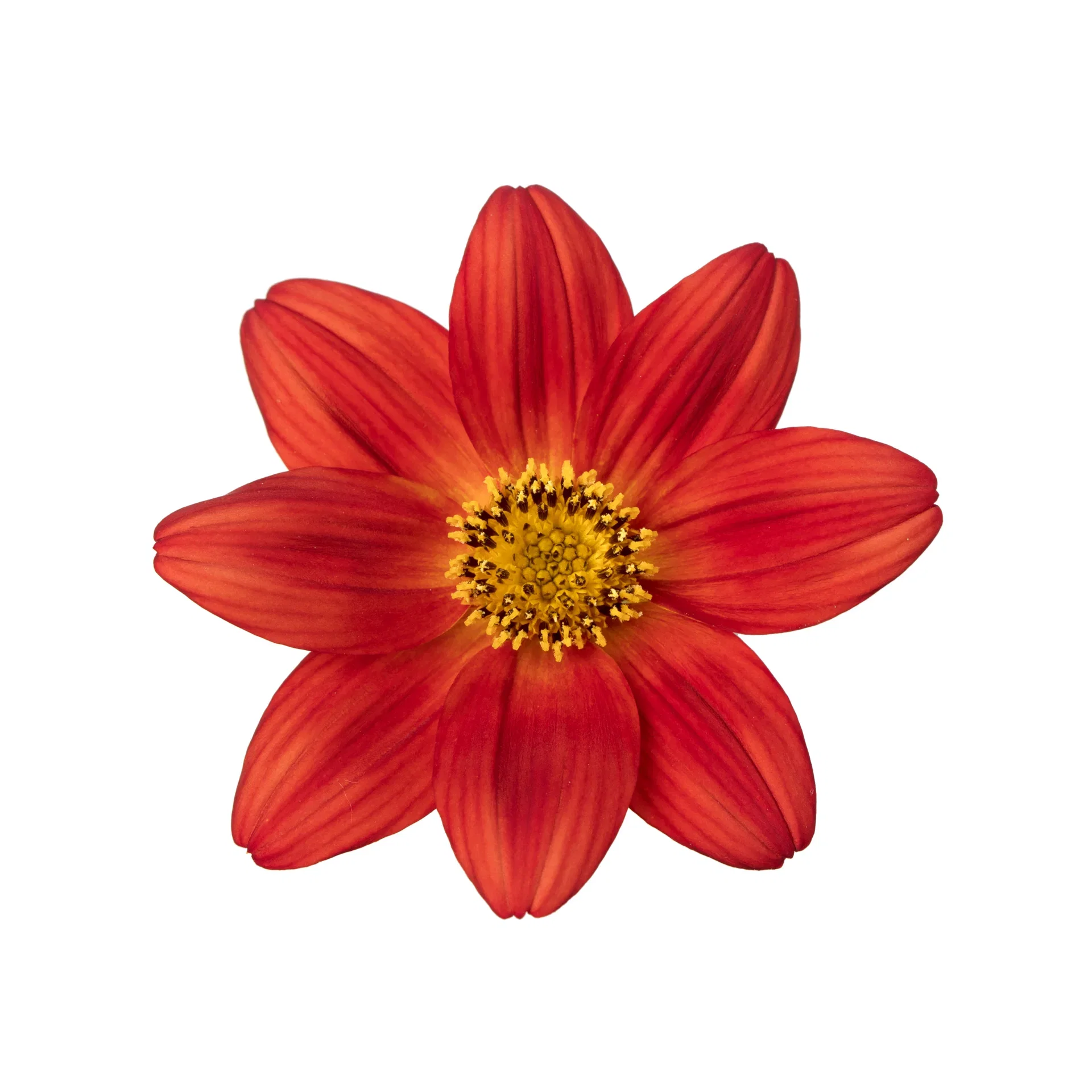 Bidens brazen 'Rising Sun’ 12 cm