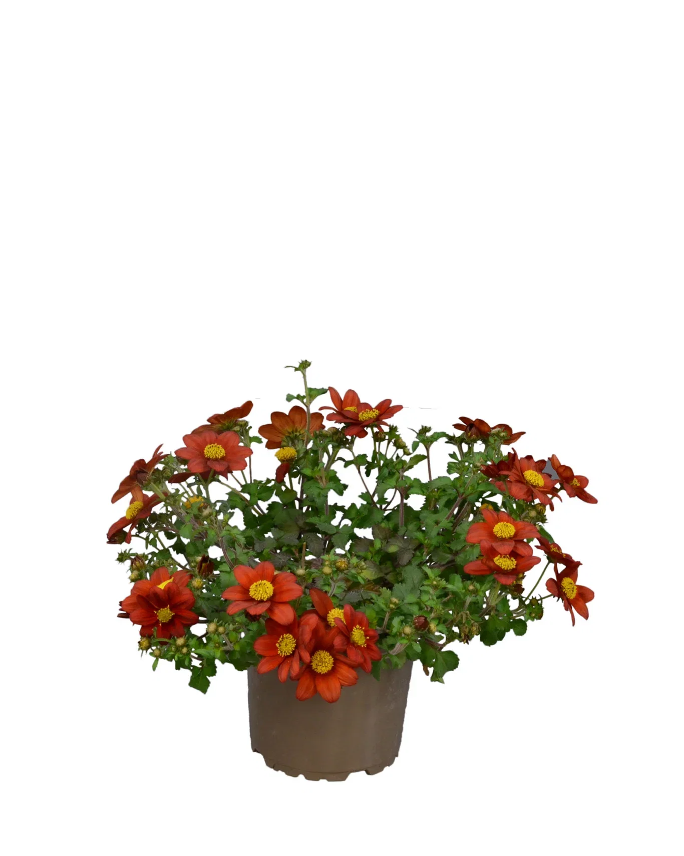 Bidens brazen 'Rising Sun’ 12 cm