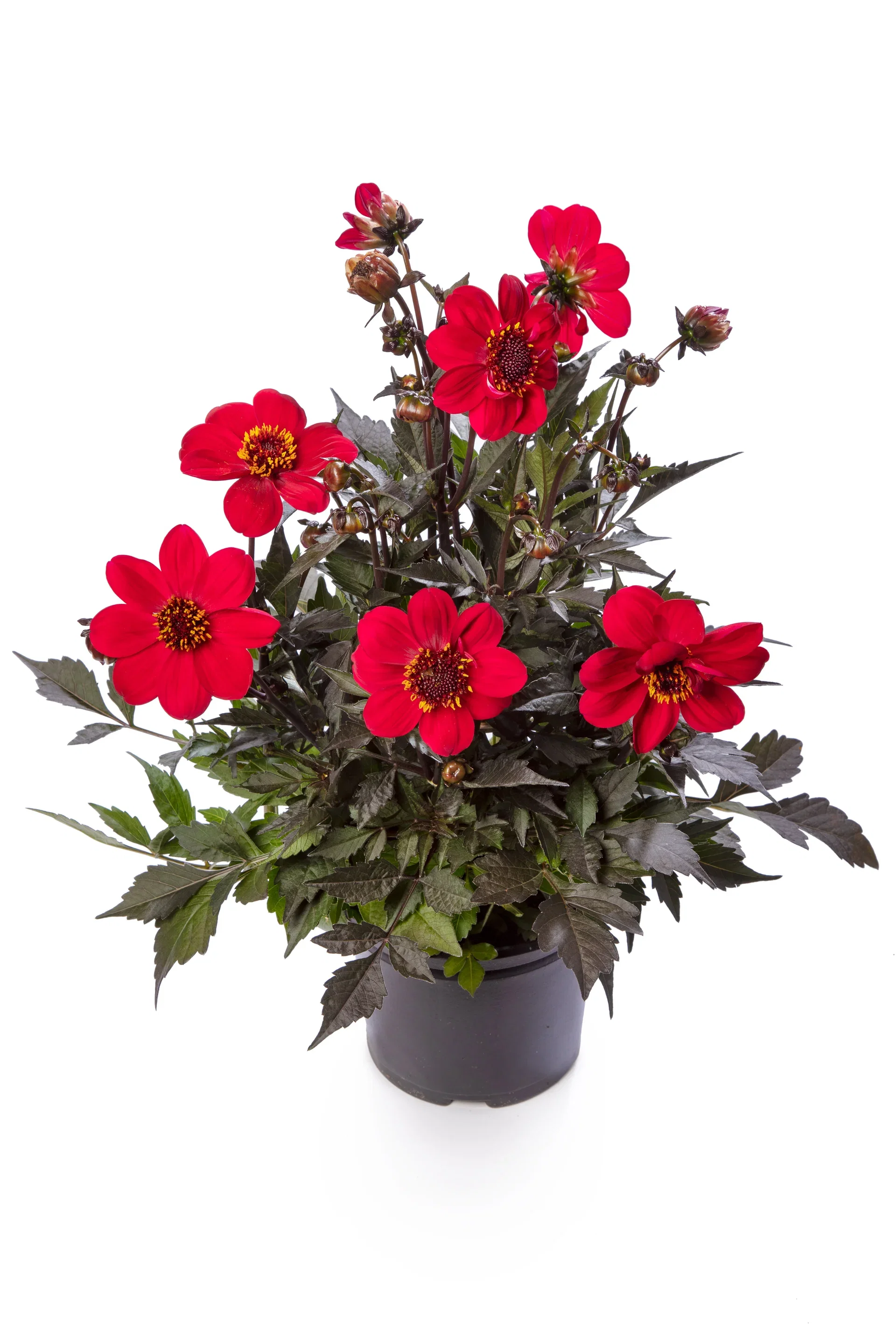 Dahlia dark leaf single fl. Red 19 cm