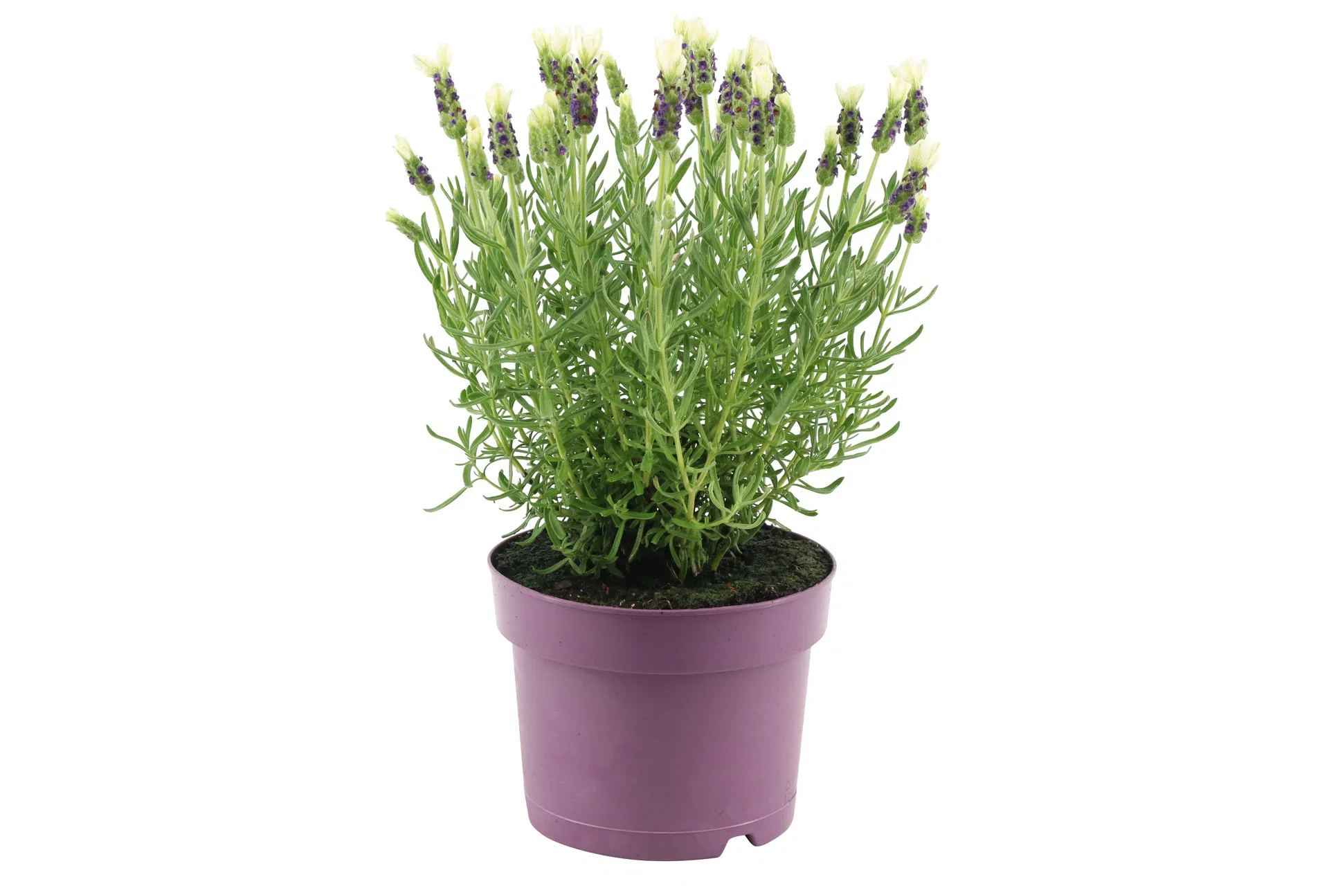 Lavandula stoechas 'Anouk' White 15 cm