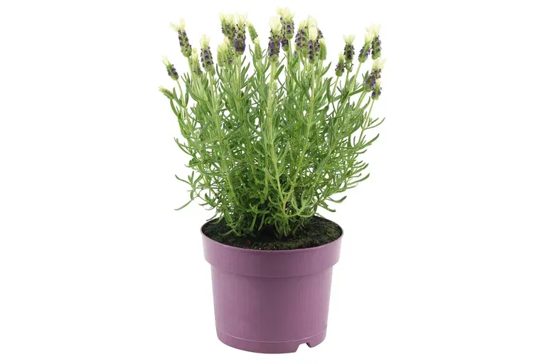 Lavandula stoechas 'Anouk' White 15 cm