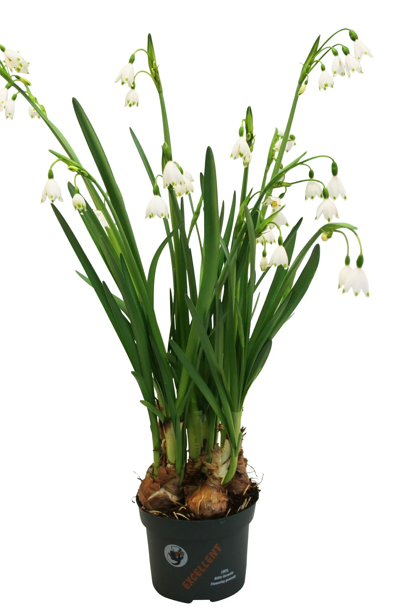 Leucojum a. 'Bridesmaid' 12 cm