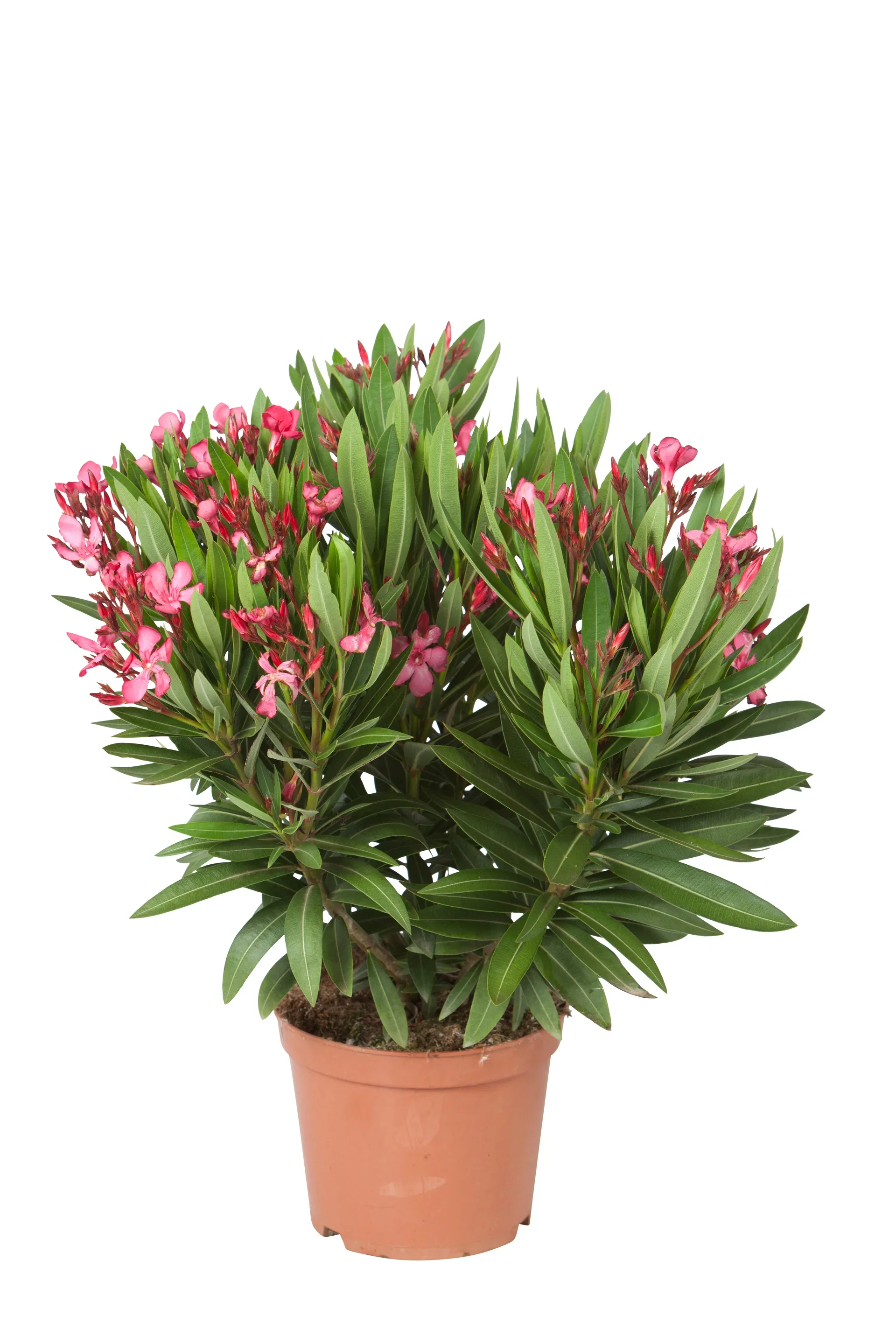 Nerium oleander 17 cm