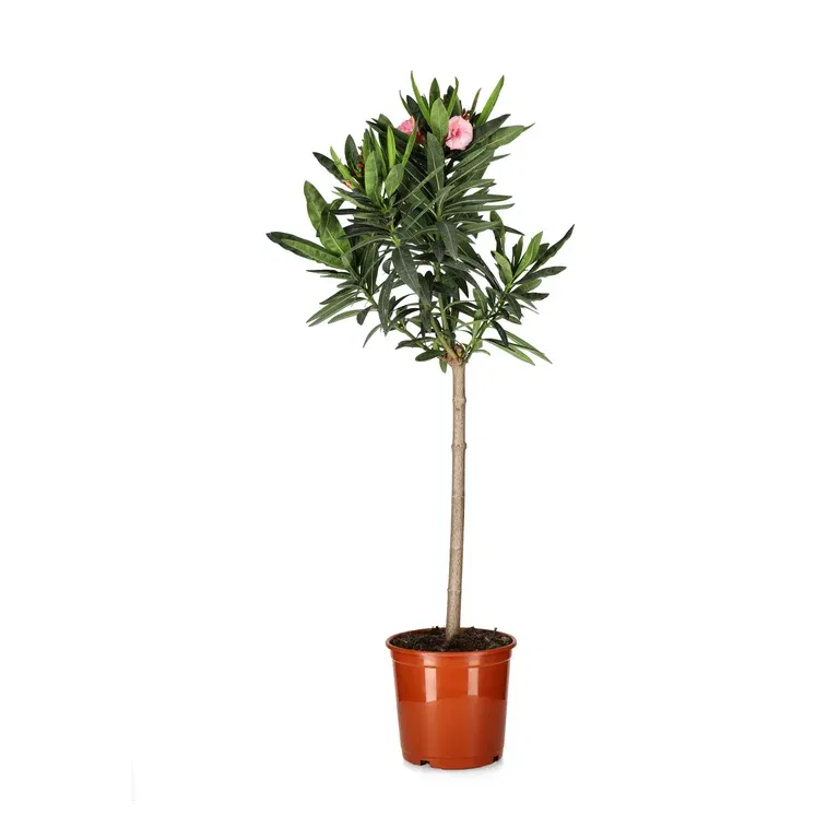 Nerium oleander stem 21 cm