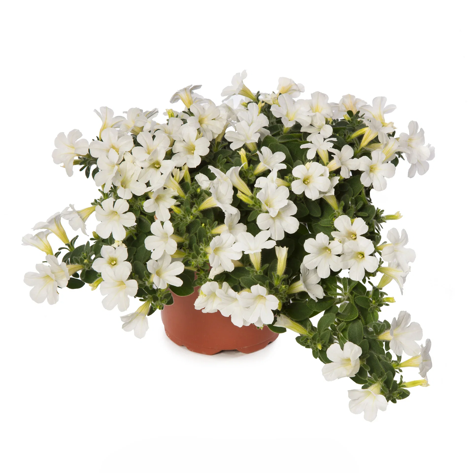 Petunia h. 'Itsy' White 12 cm