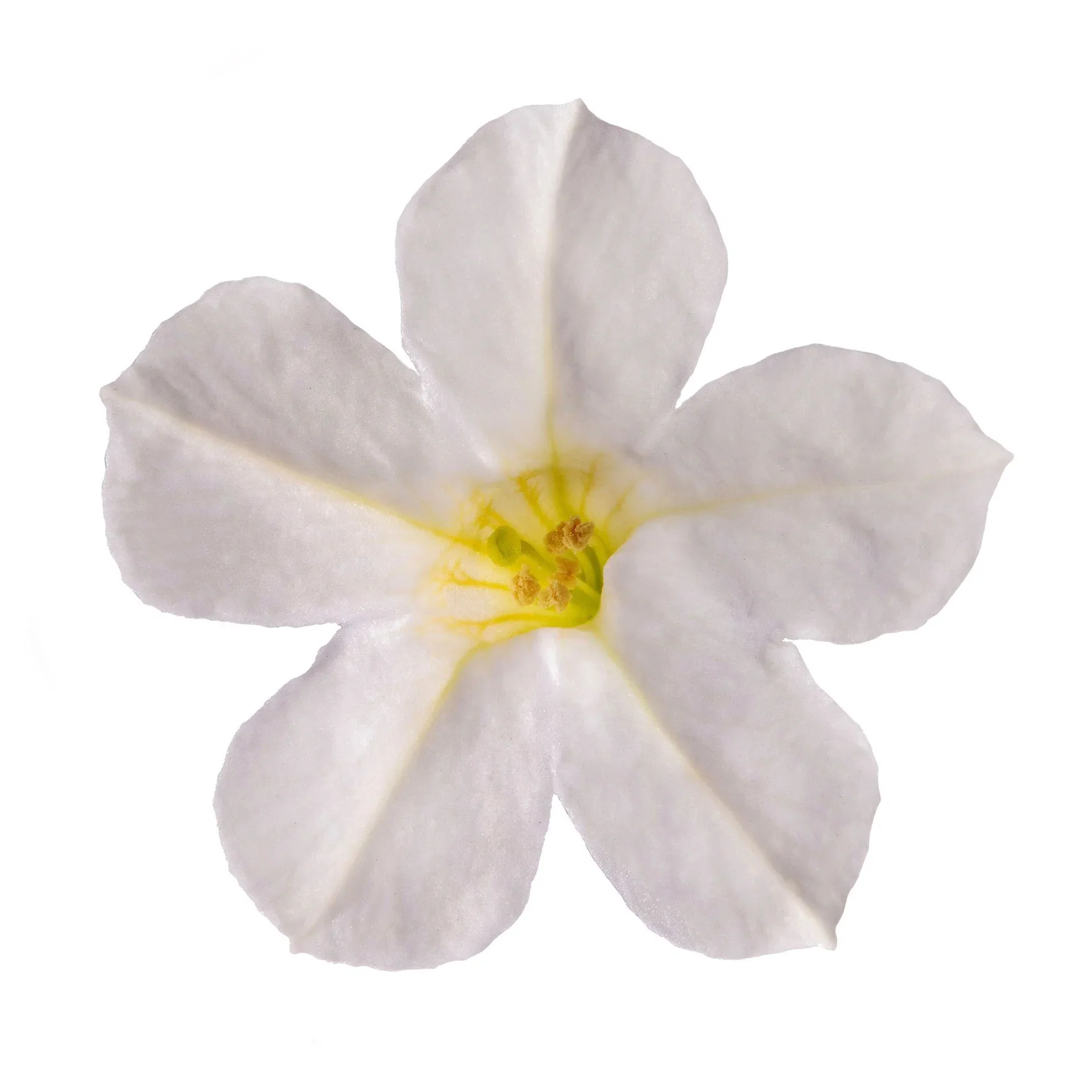 Petunia h. 'Itsy' White 12 cm