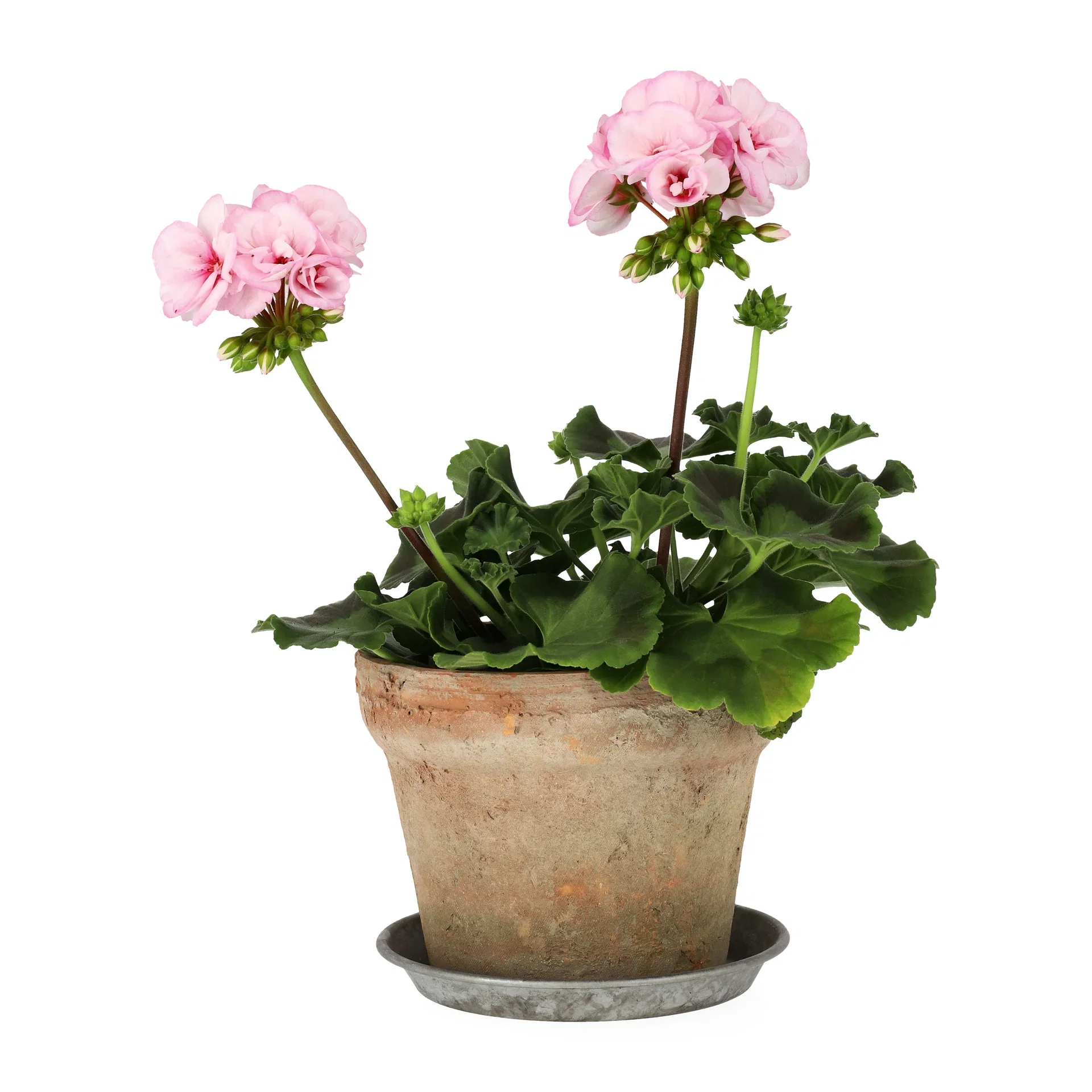 Pel. z. 'Estelle' 13 cm