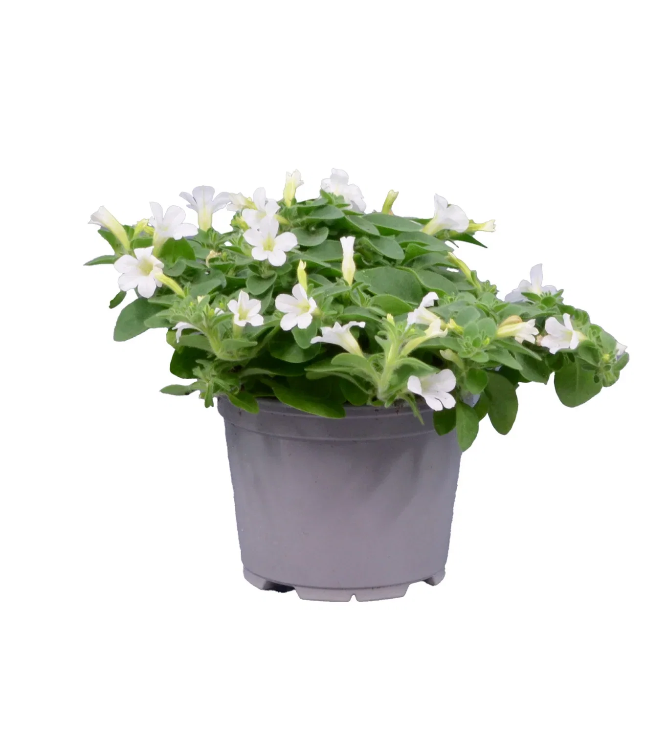 Petunia h. 'Itsy' White 12 cm