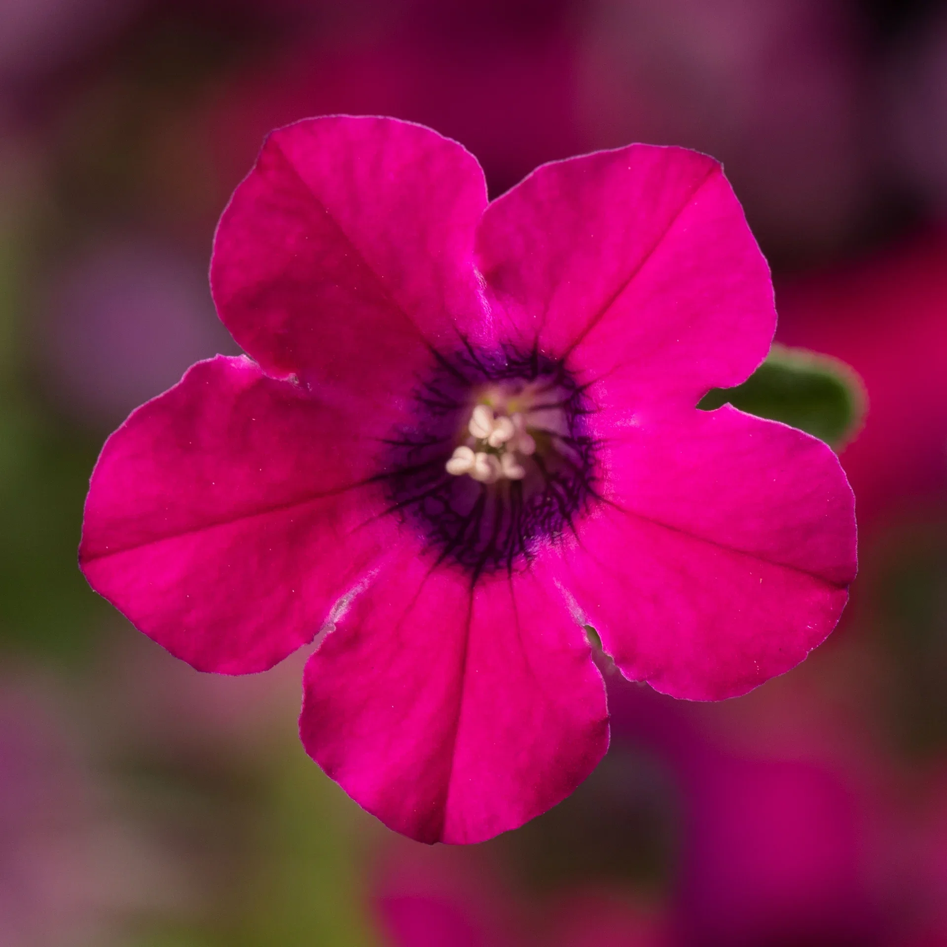 Petunia h. 'Itsy' Magenta 12 cm