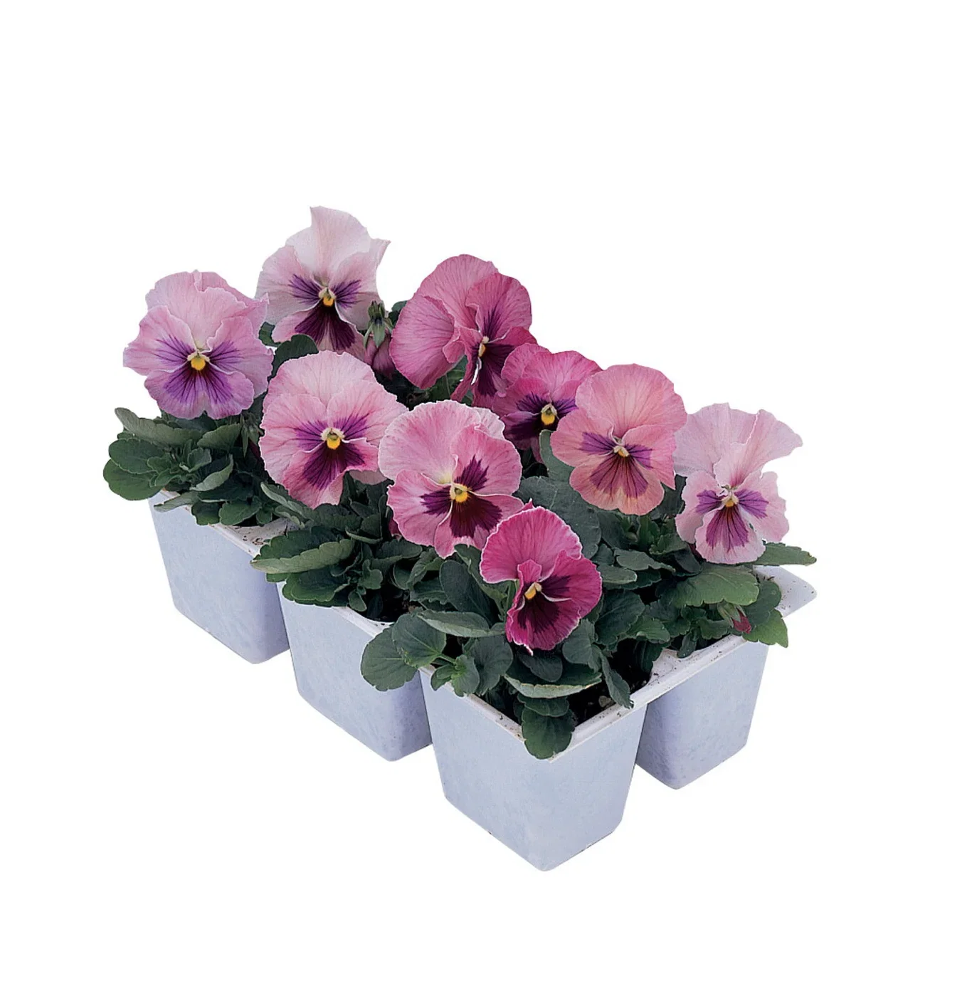 Viola big fl. 'Pink Blotch' 6-pack