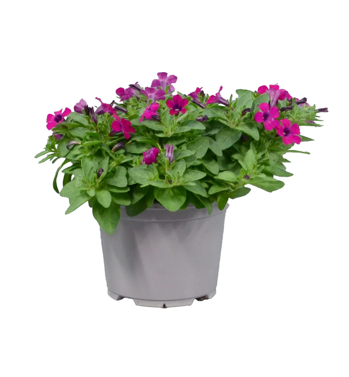 Petunia h. 'Itsy' Magenta 12 cm