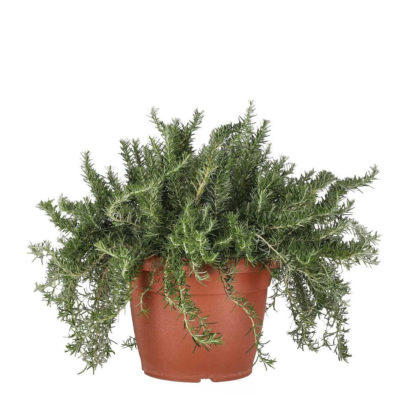 Rosmarinus prostratus 30 cm