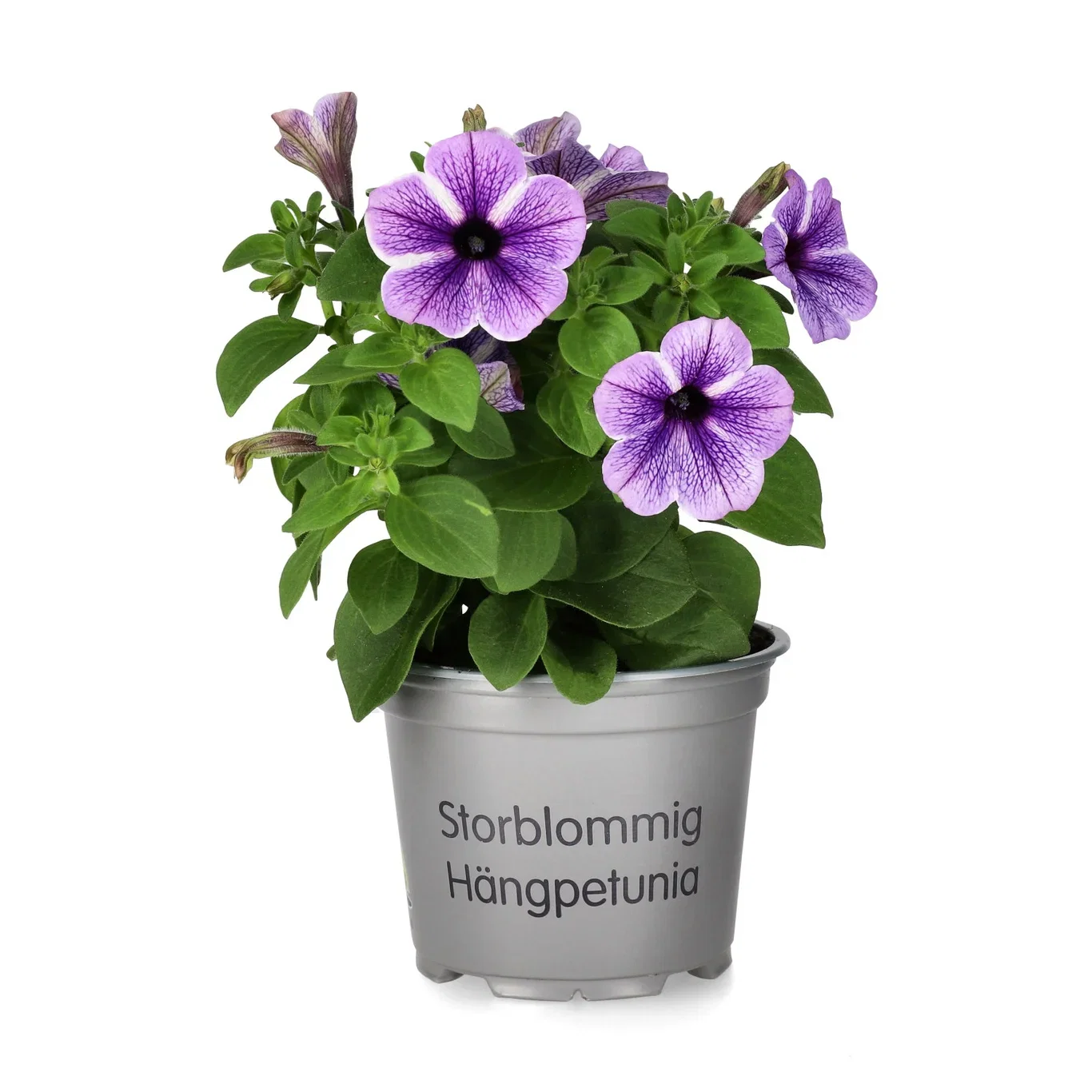 Petunia hängande