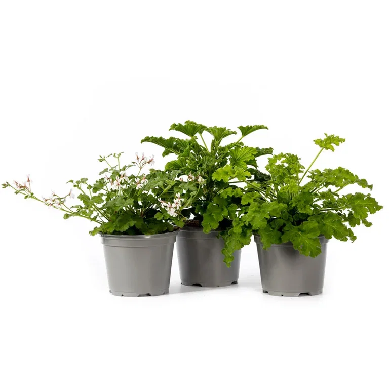 Pel. graveolens duft 12 cm