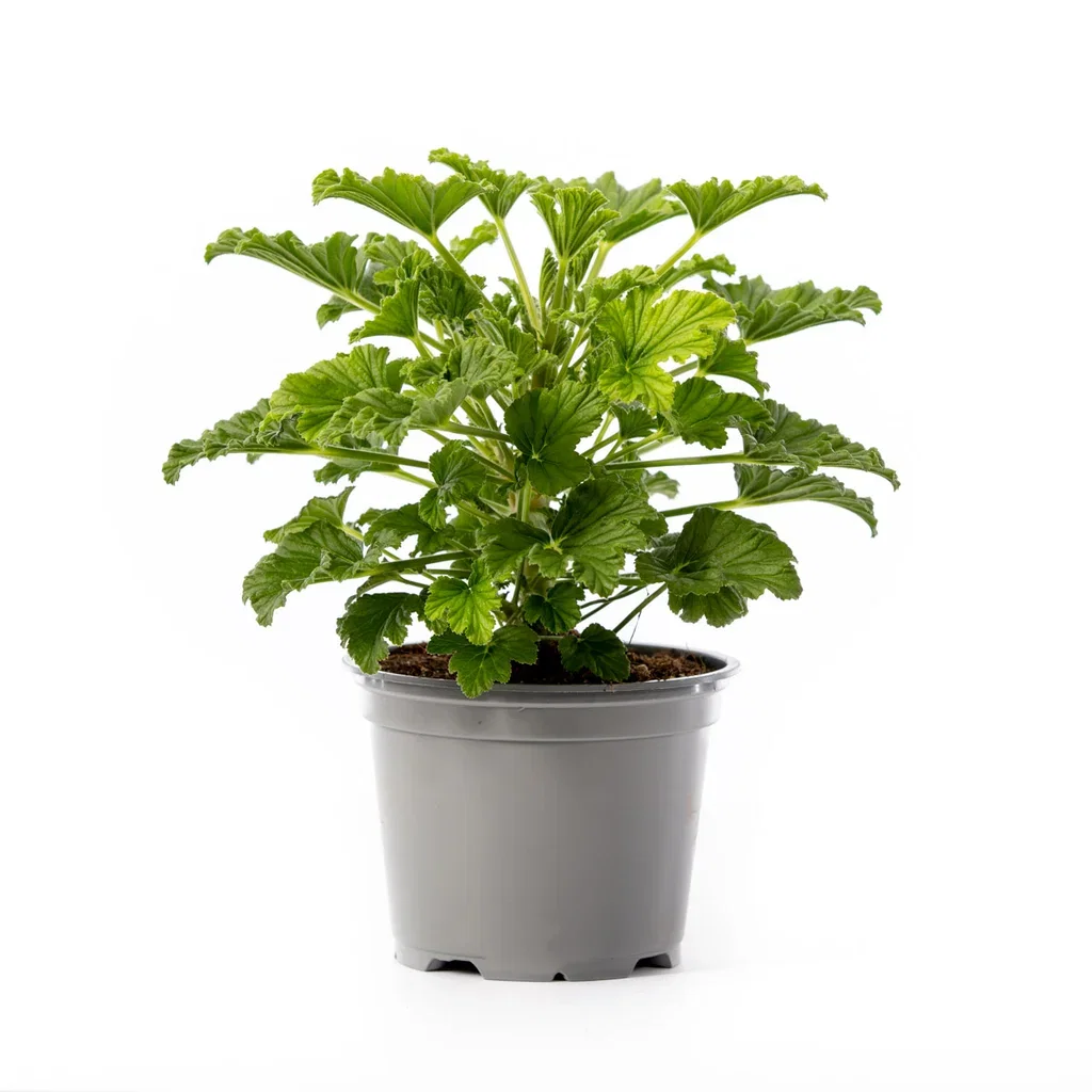 Pel. graveolens duft 12 cm