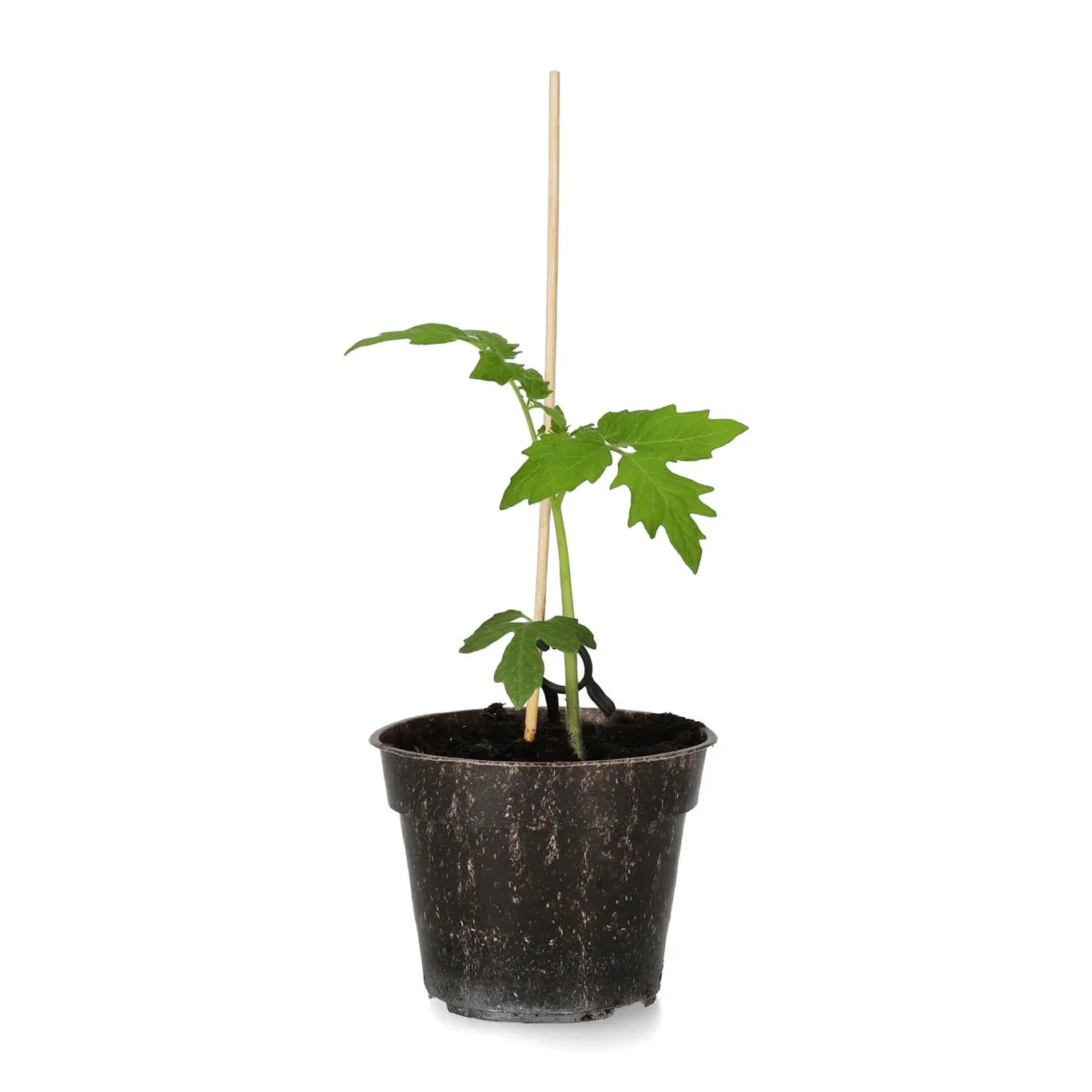 Körsbärstomat ‘Black Cherry’