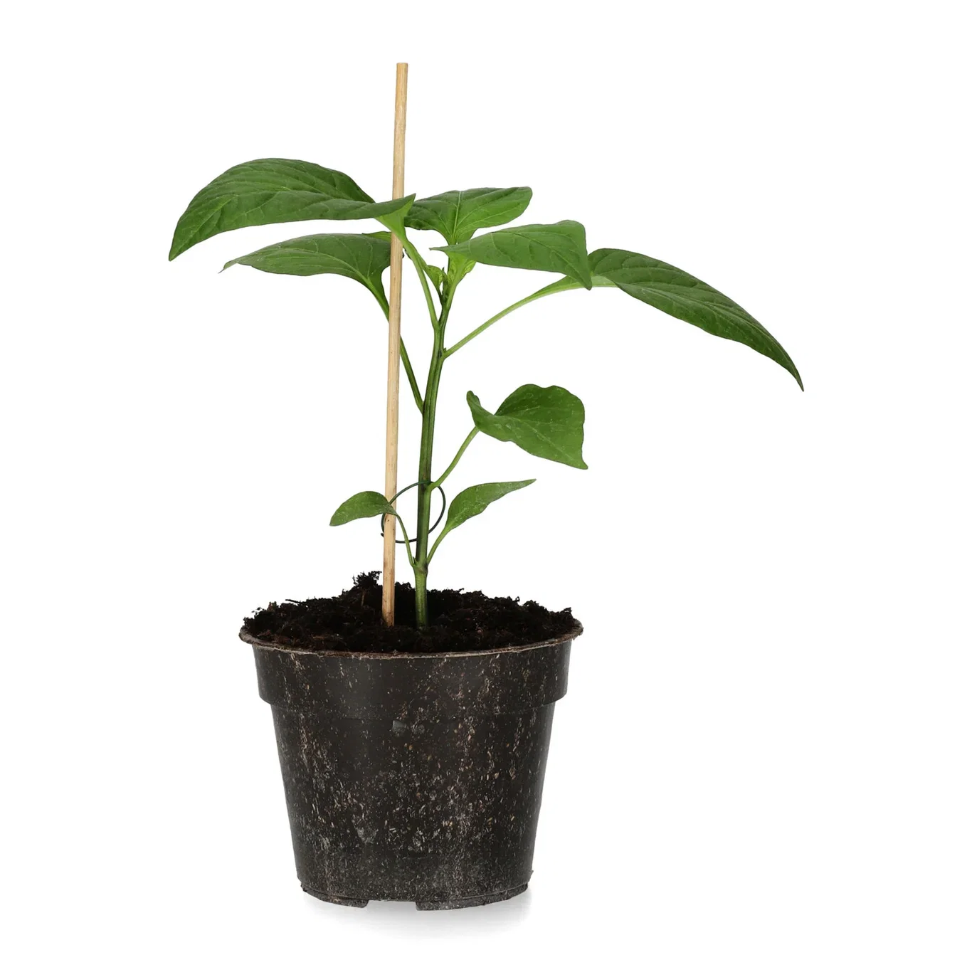 All N. Capsicum snack pepper 'Corno di Toro Rosso' 10,5