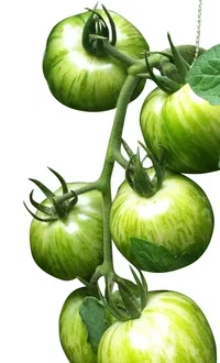 All N. Lycopersicum 'Green Zebra' 10,5 cm