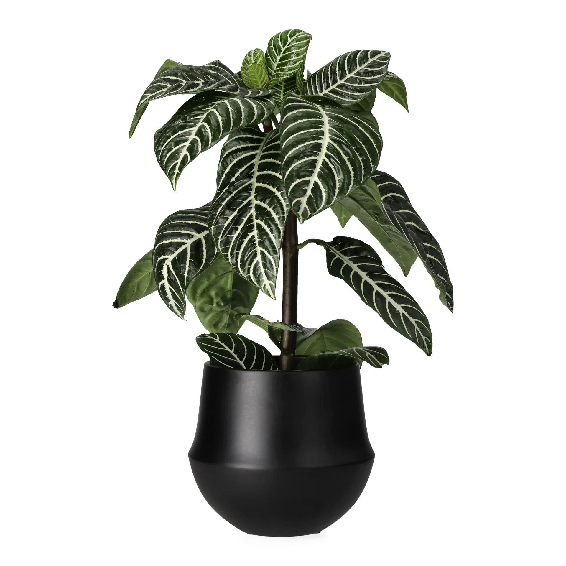 Aphelandra Botanica 13 cm