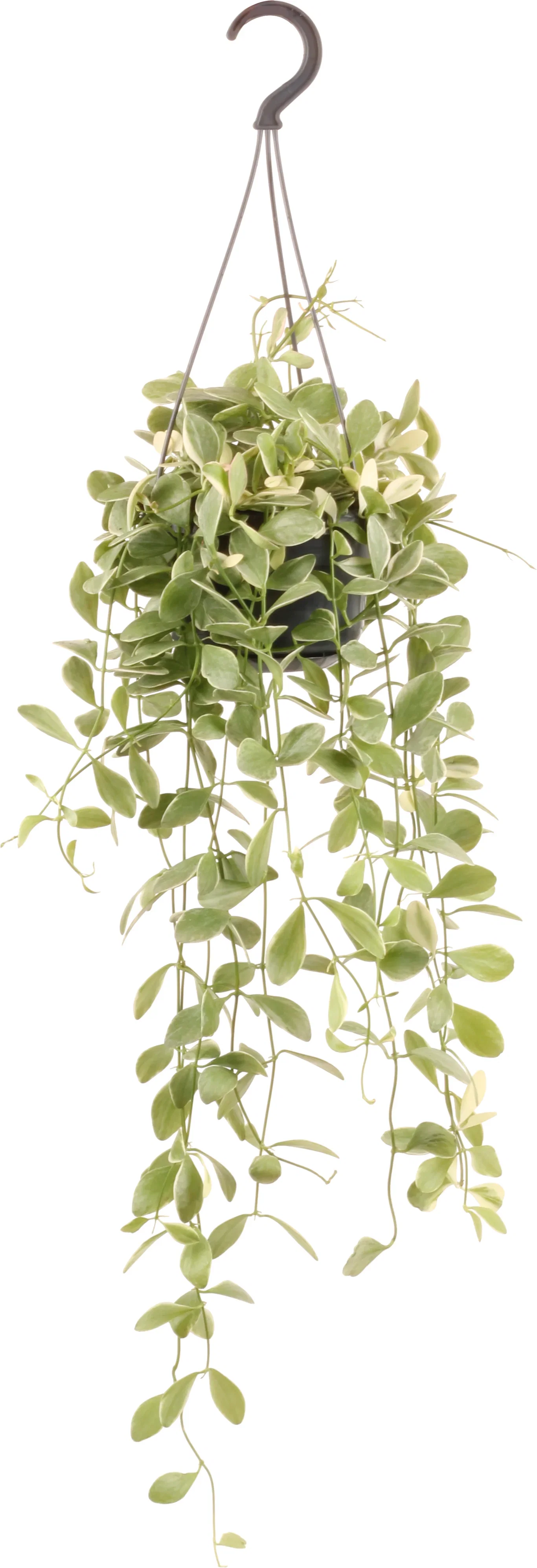 Dischidia in hanging basket