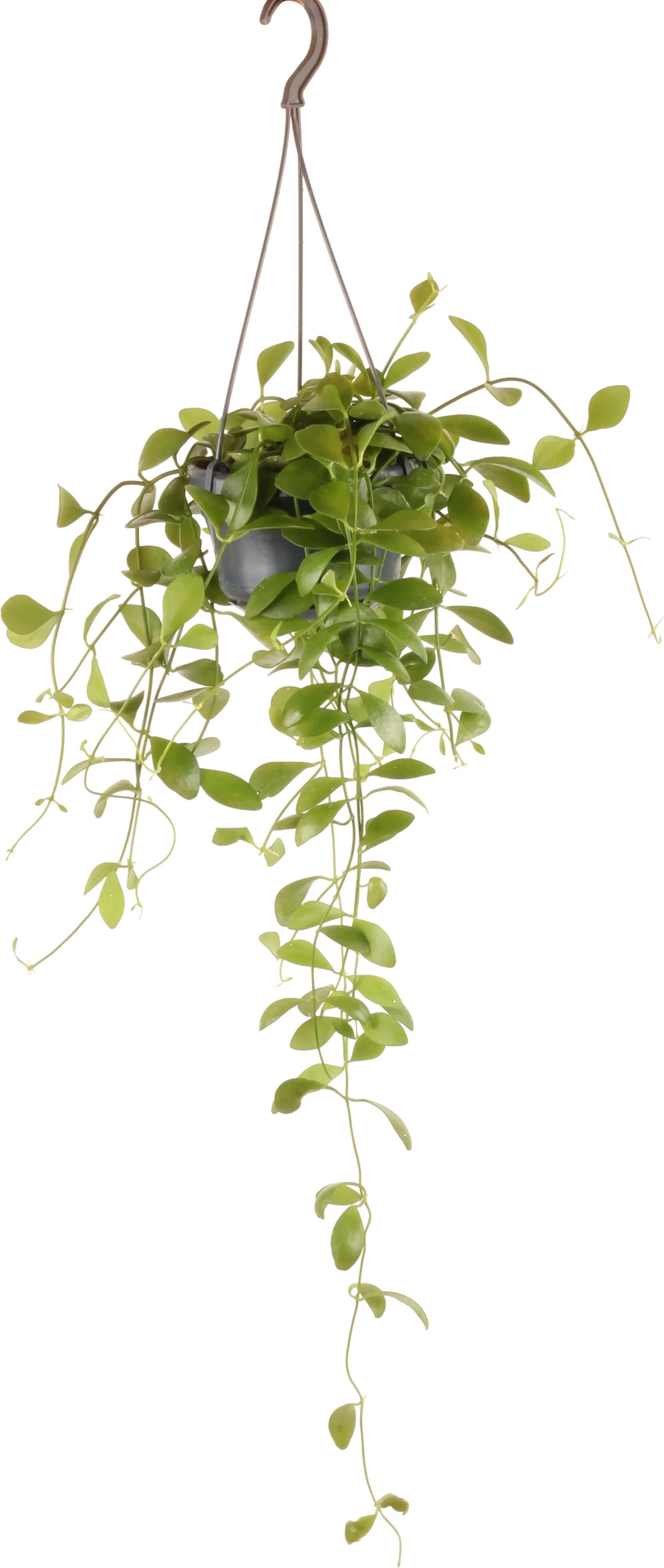 Dischidia in hanging basket