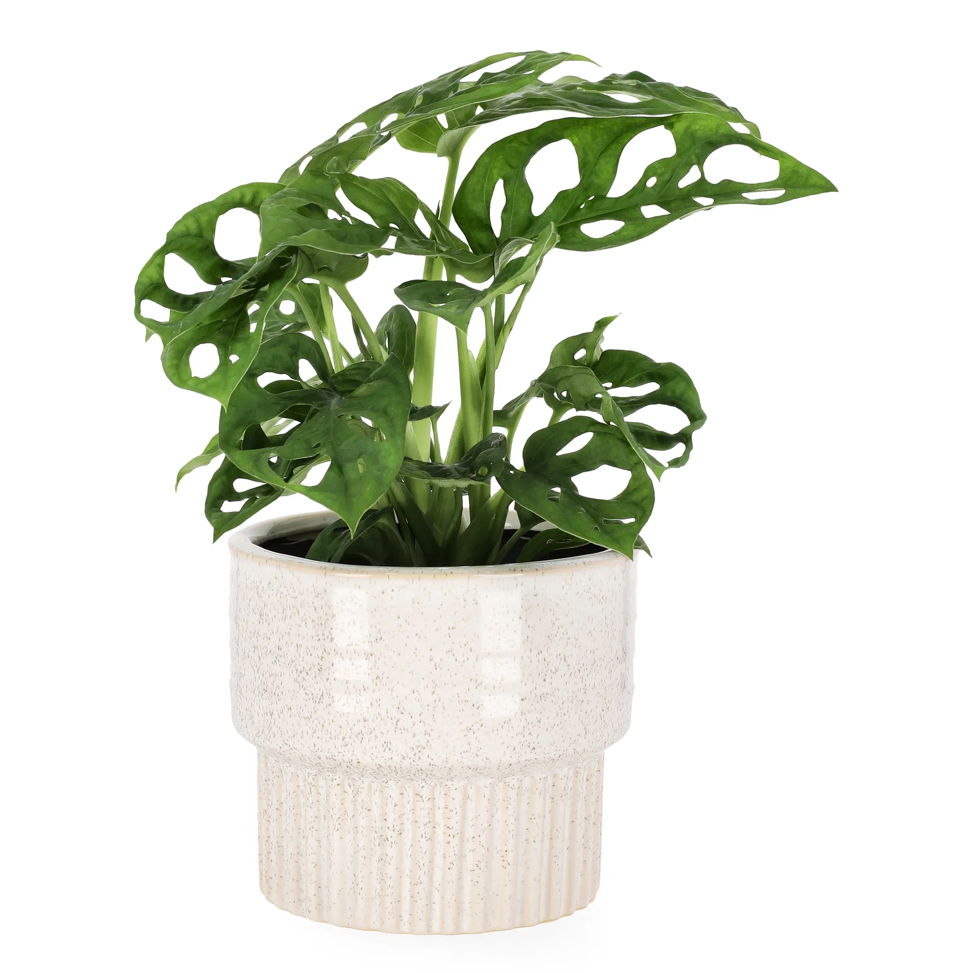 Monstera adansonii 11 cm
