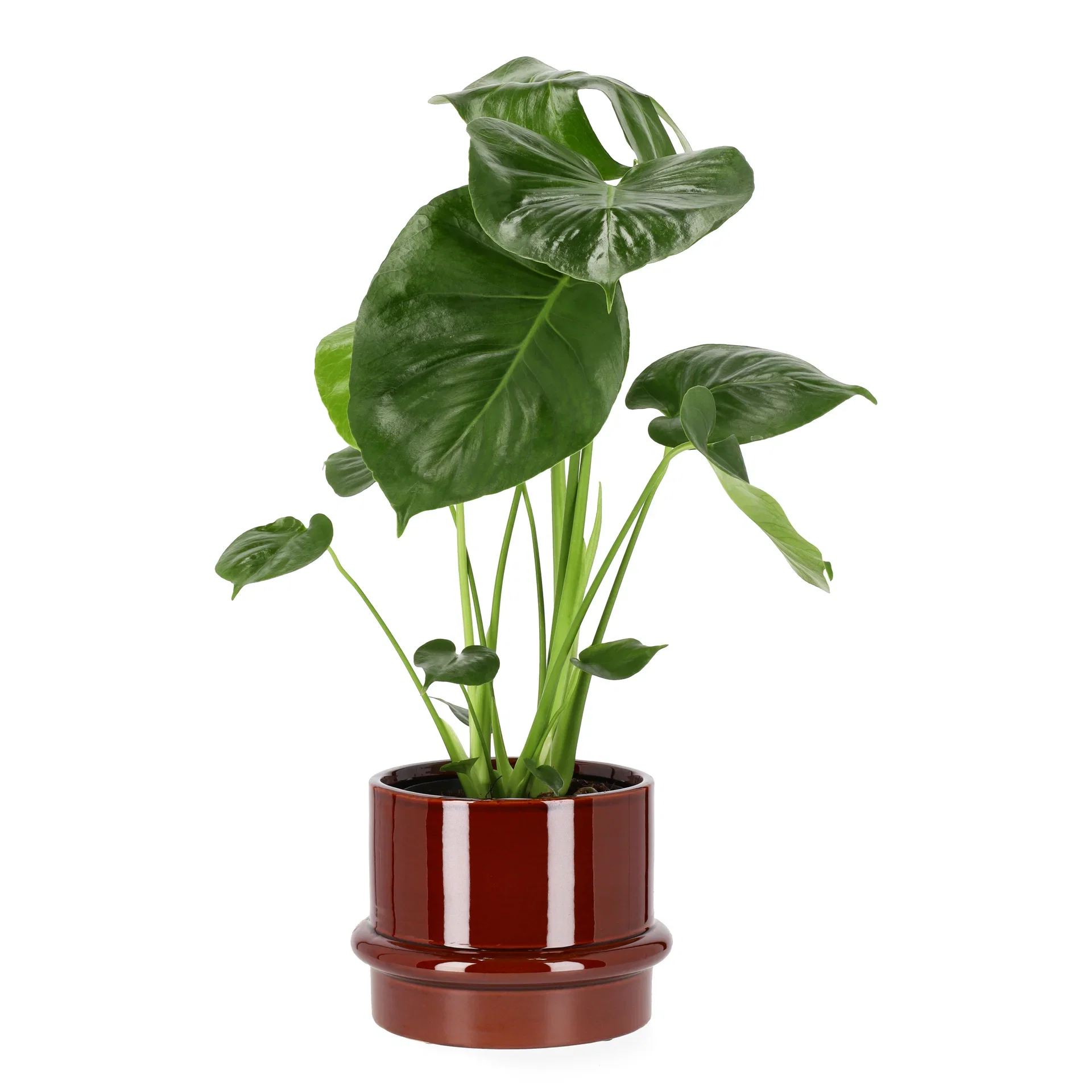 Monstera