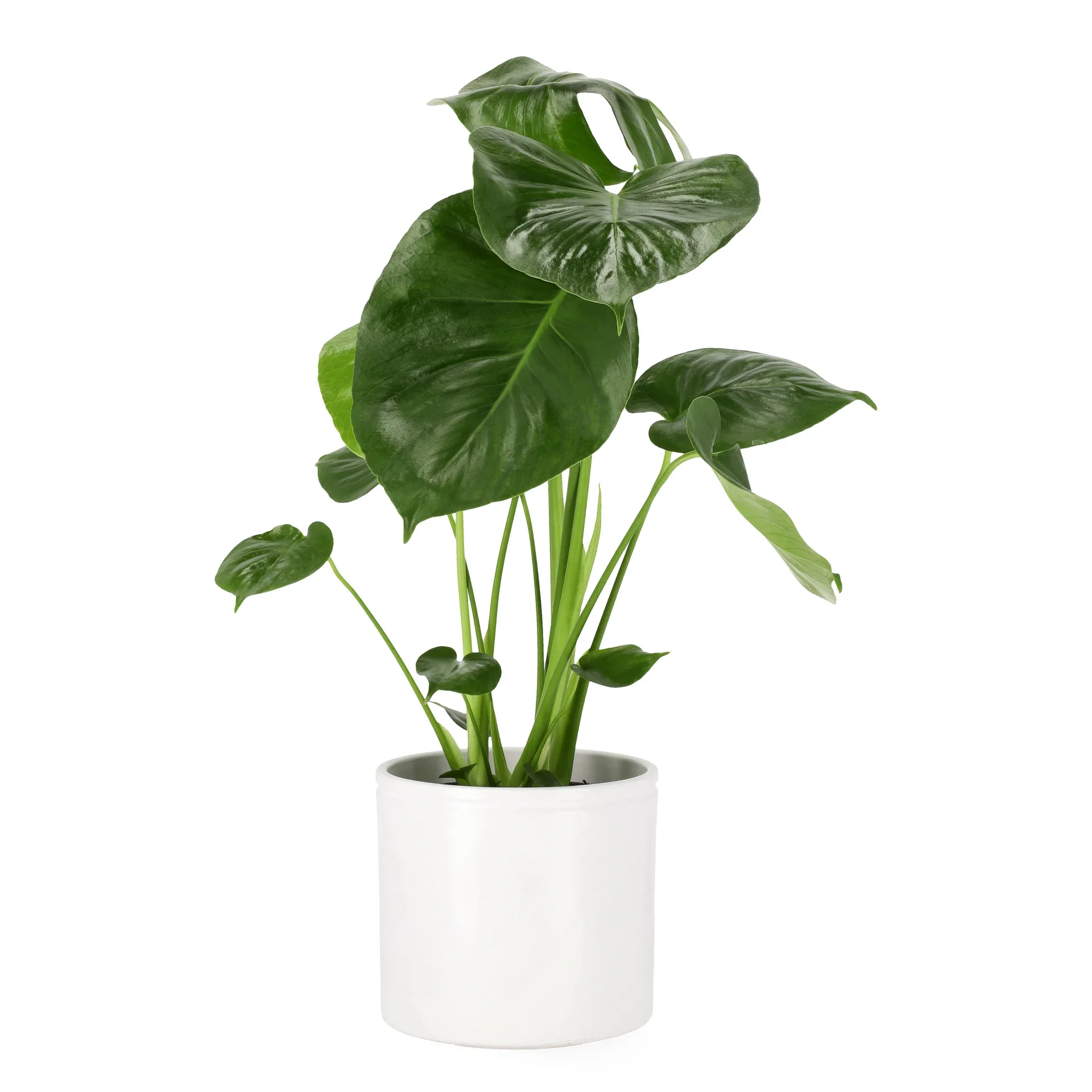 Monstera