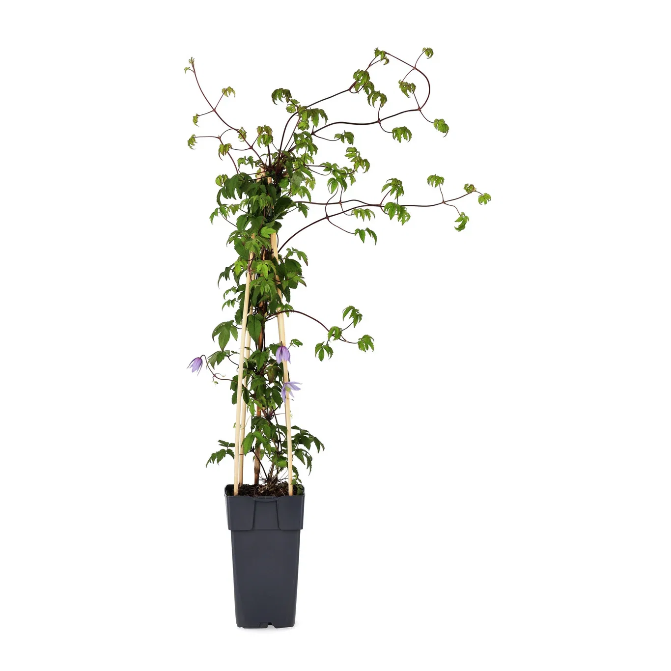 Alpklematis