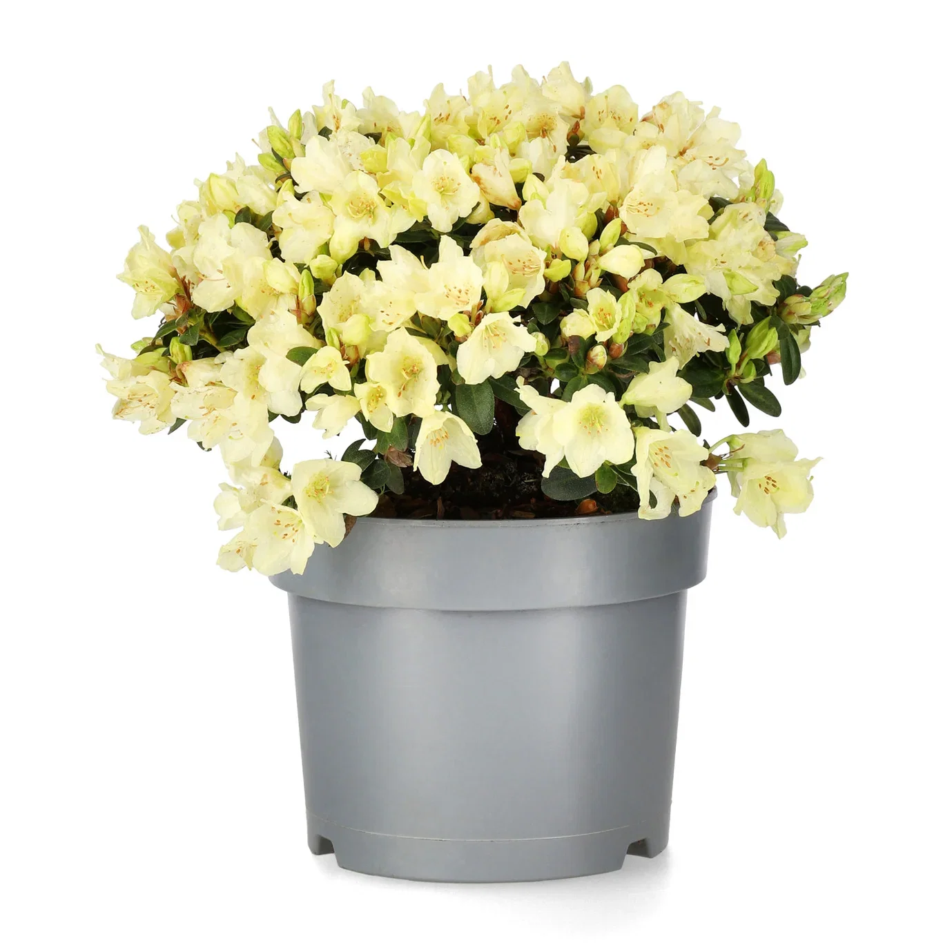 Rhododendron 'Wren' 17cm