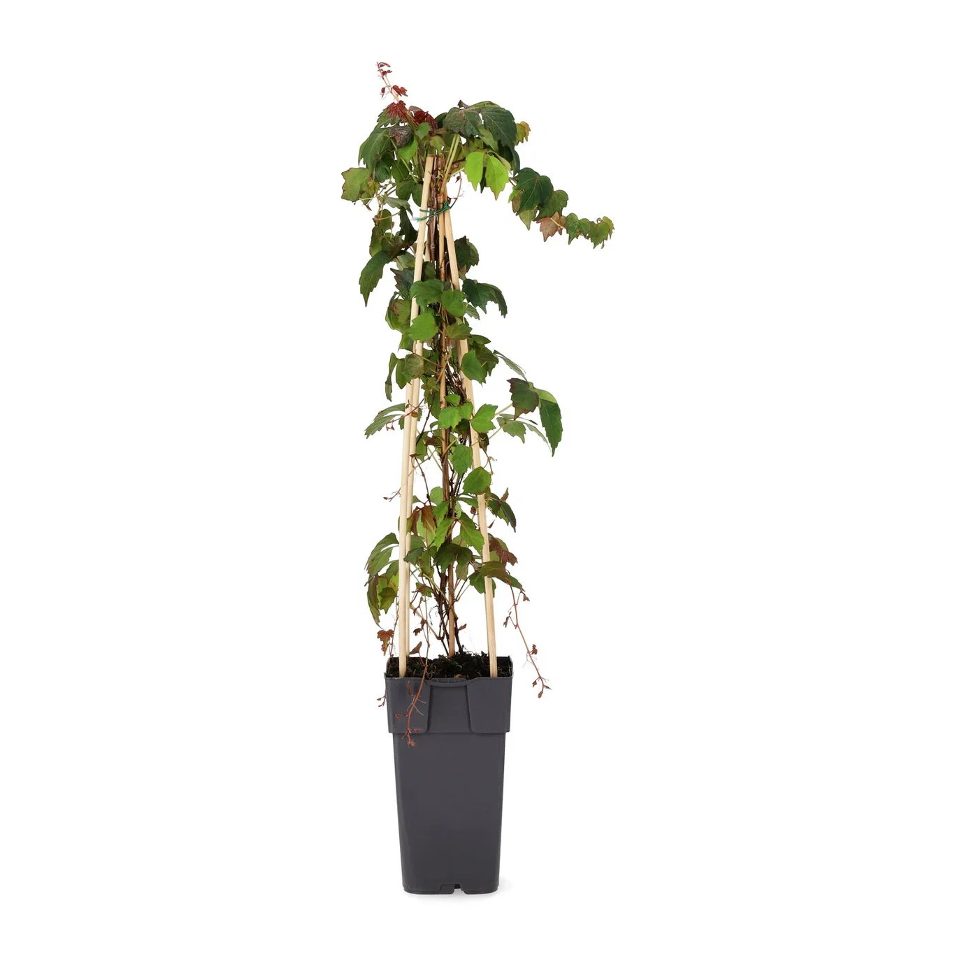 Parthenocissus tricuspidata 'Veitchii' 15cm