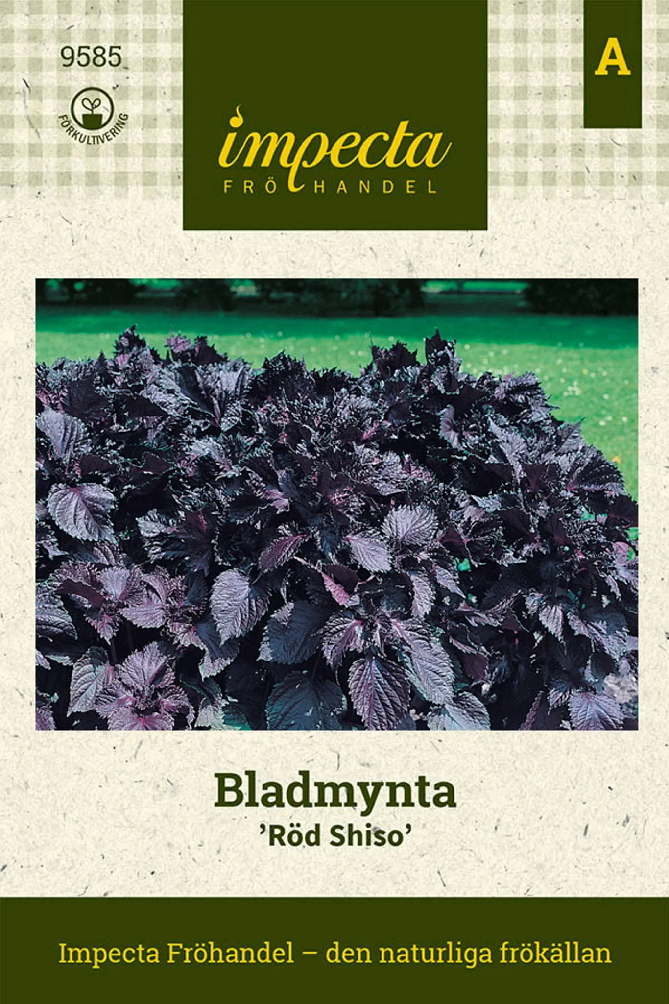 Bladmynta 'Röd Shiso'