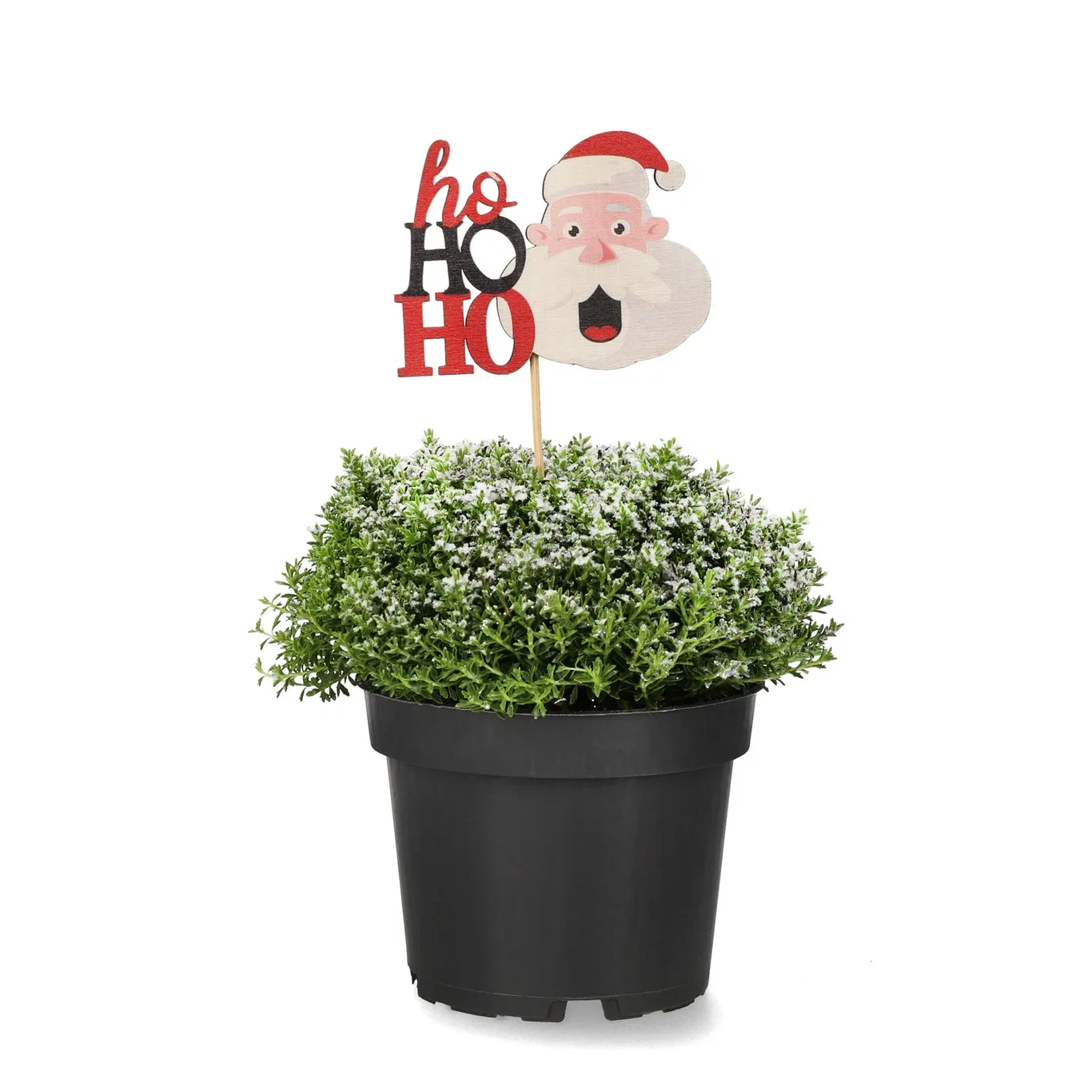 Hebe 'Green Boys' S&G 12 cm