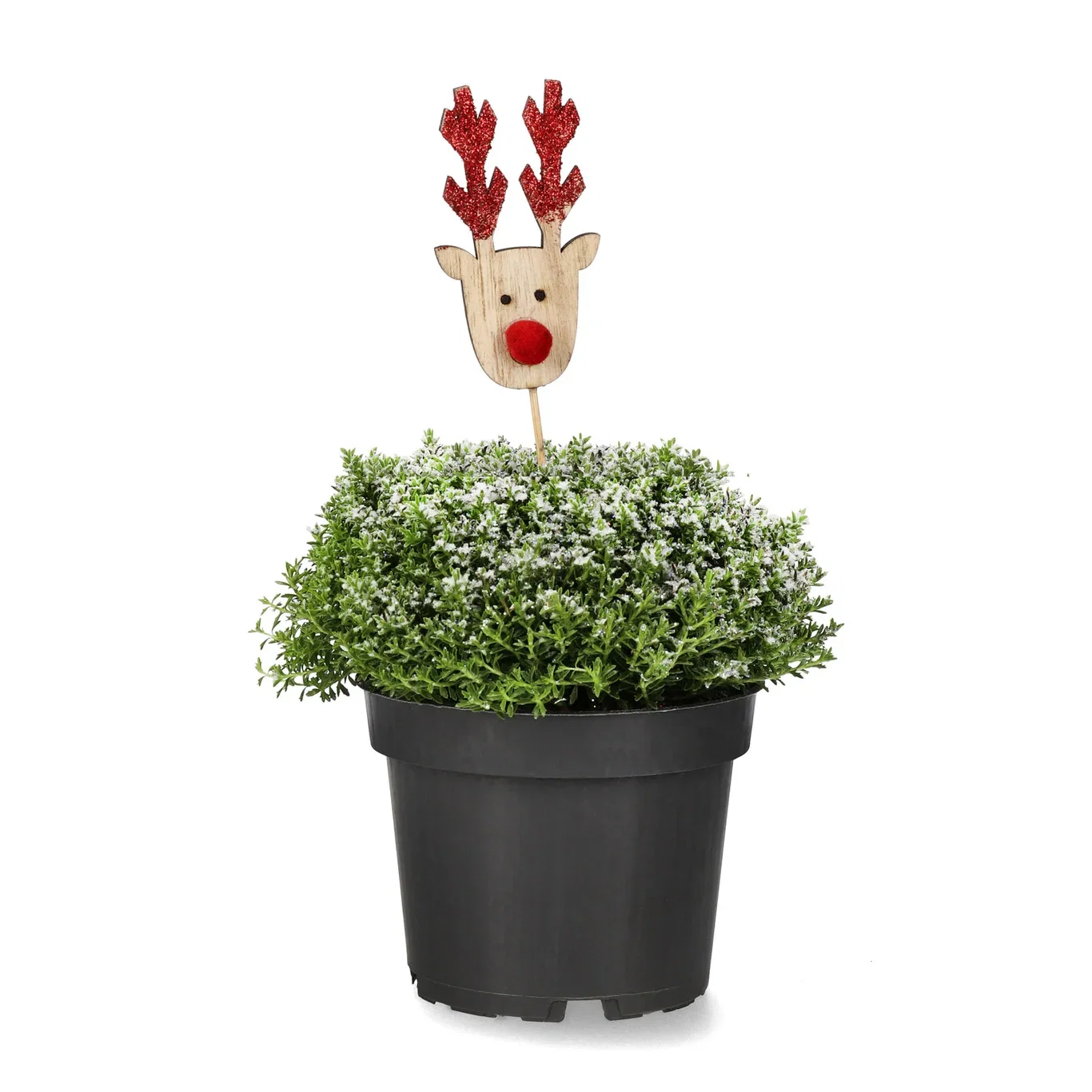 Hebe 'Green Boys' S&G 12 cm